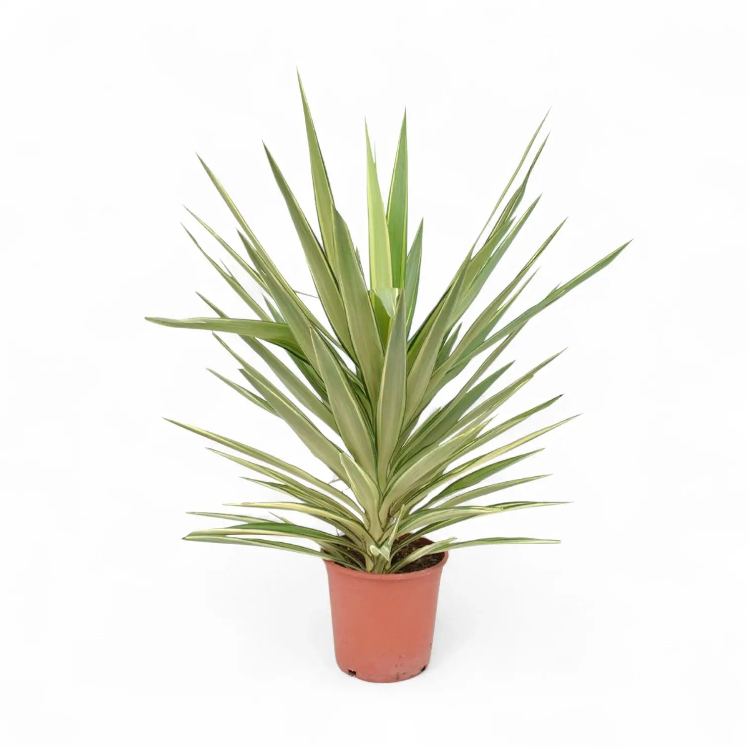 Yucca gigantea 'Jewel' potted plant in nursery pot on white background.