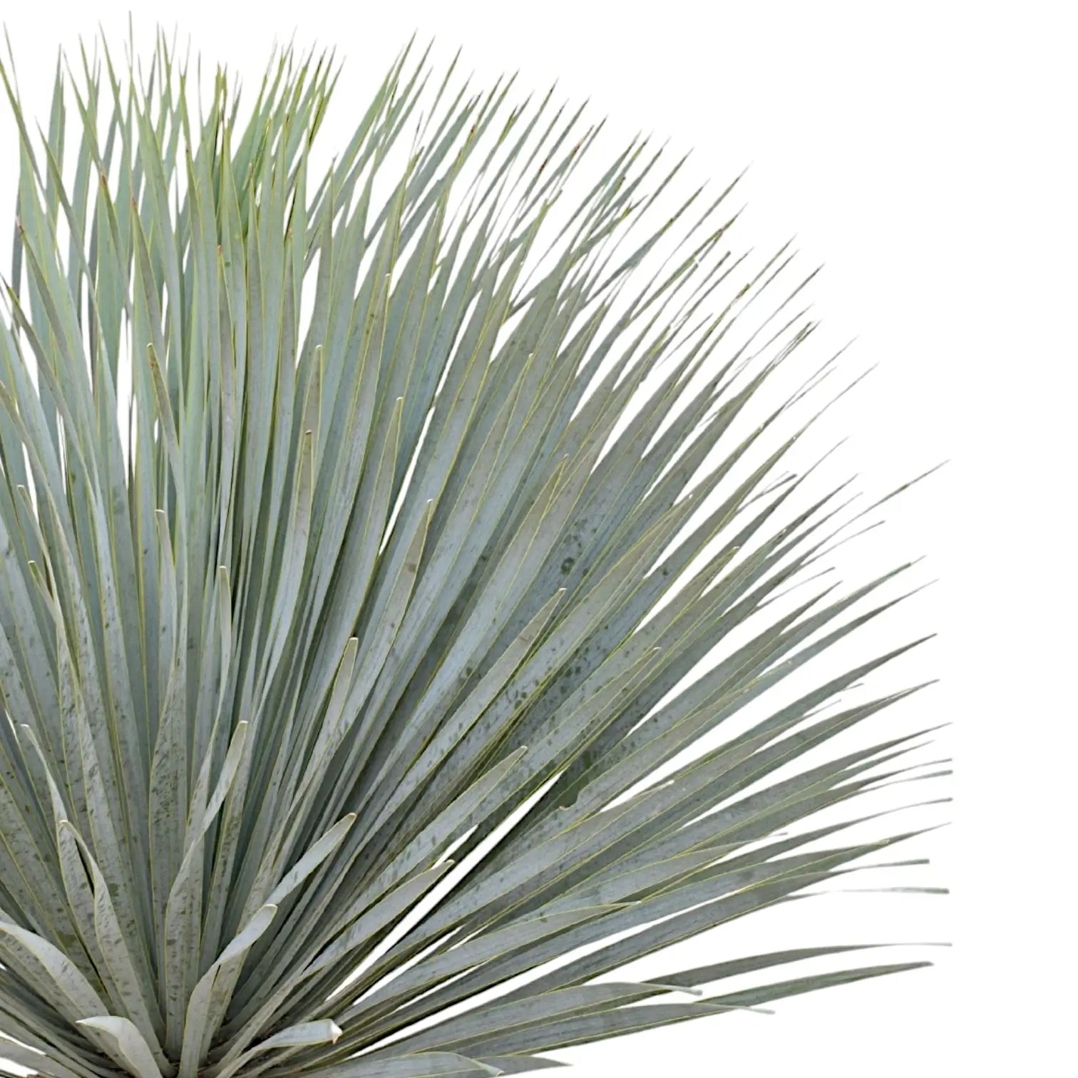 Yucca rostrata close-up of leaf on white background.