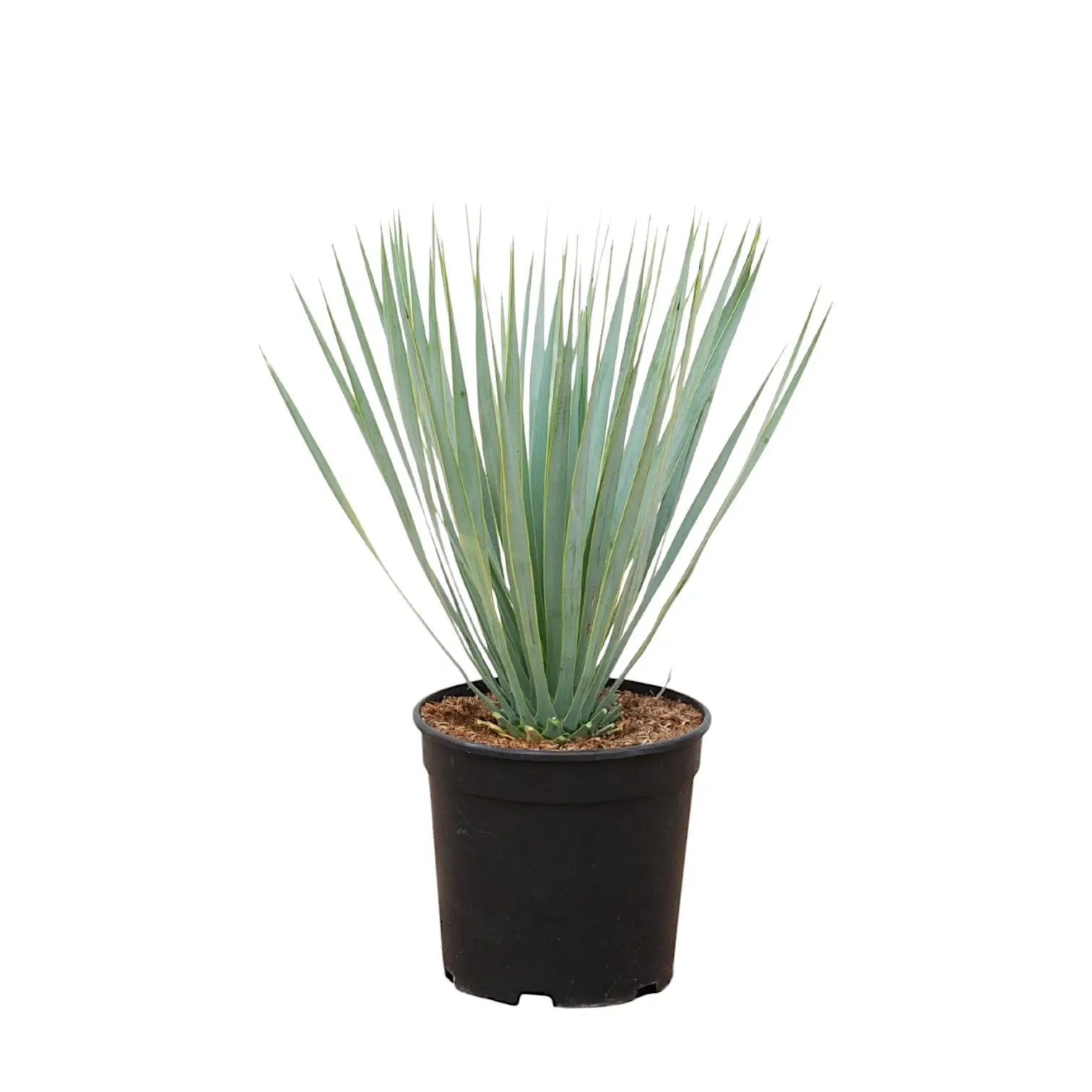 Yucca rostrata potted plant in nursery pot on white background.