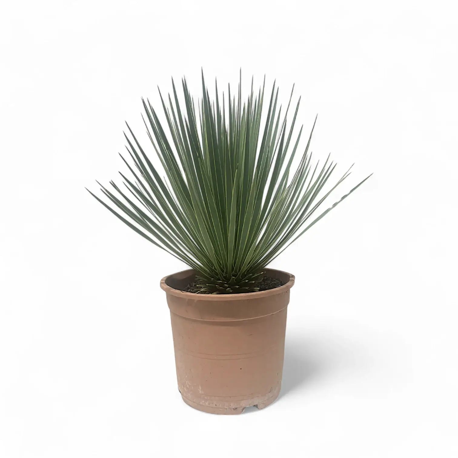 Yucca rostrata potted plant in nursery pot on white background.