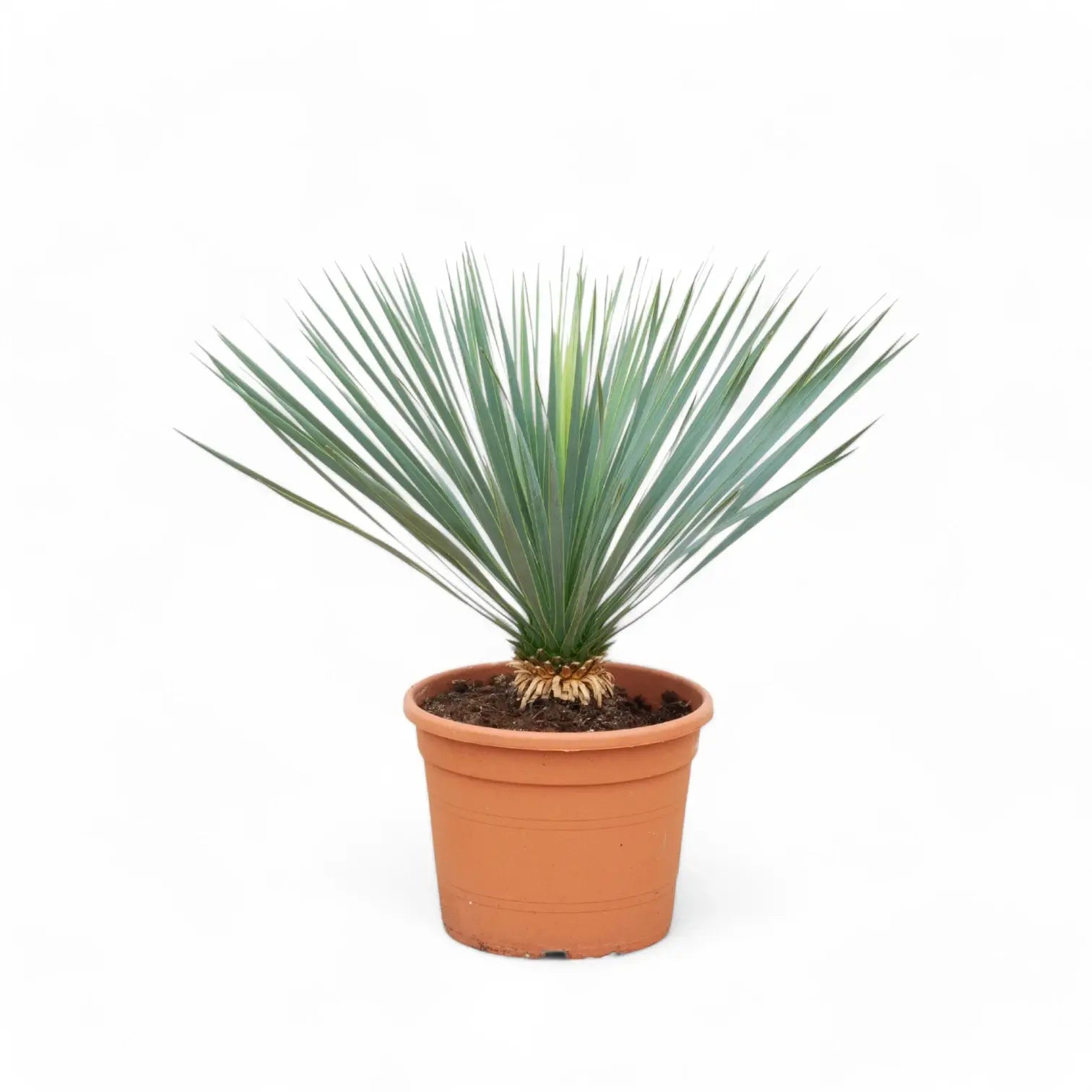 Yucca rostrata potted plant in nursery pot on white background.