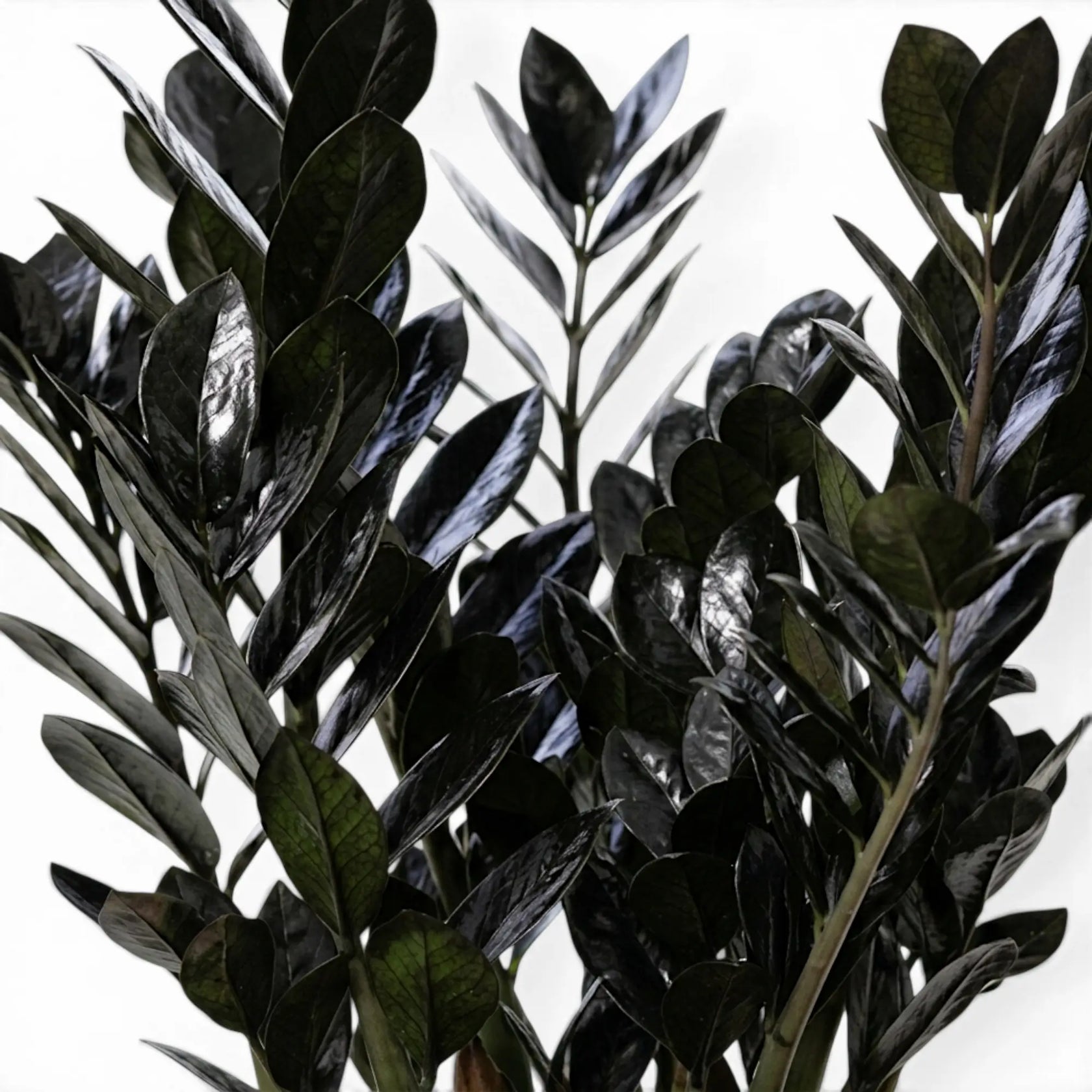 Blätter von Zamioculcas zamiifolia 'Raven' in Nahaufnahme.