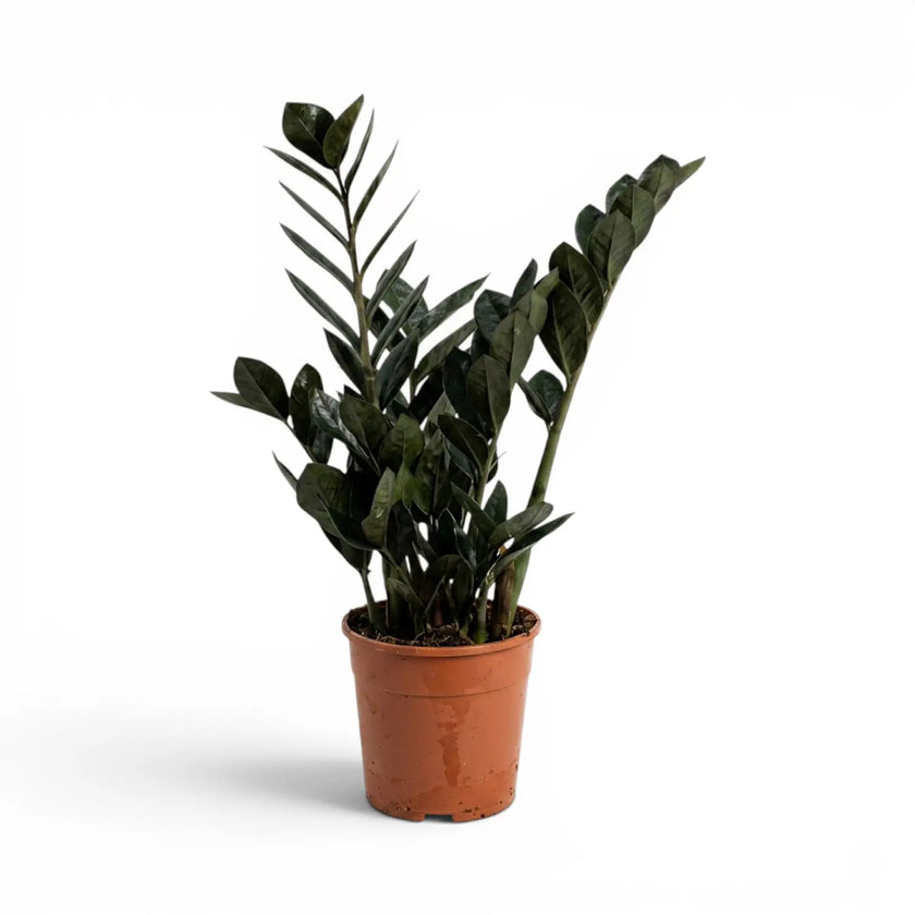 Zamioculcas zamiifolia 'Raven' plant in a nursery pot.