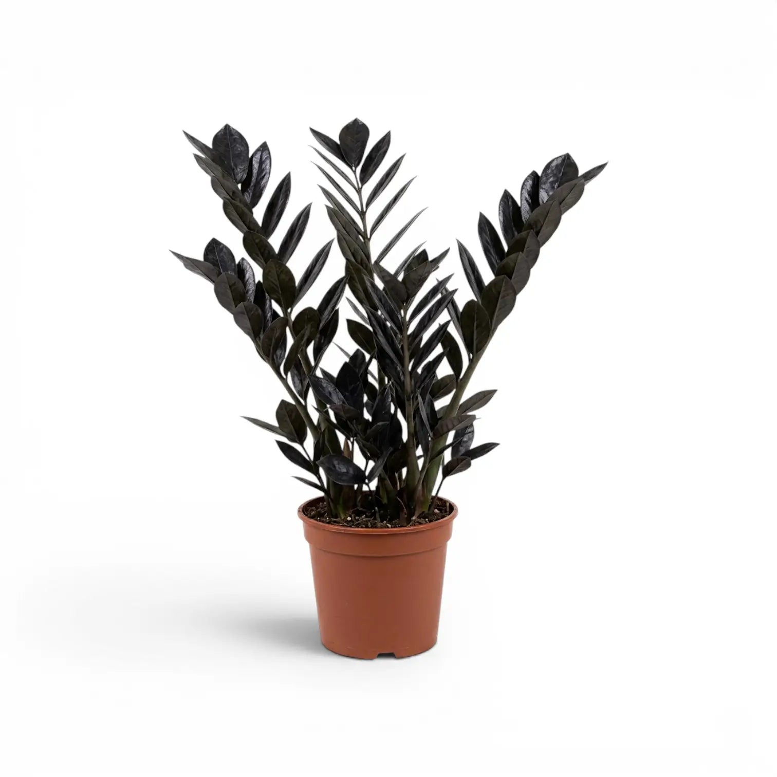 Zamioculcas zamiifolia 'Raven' im Kulturtopf.