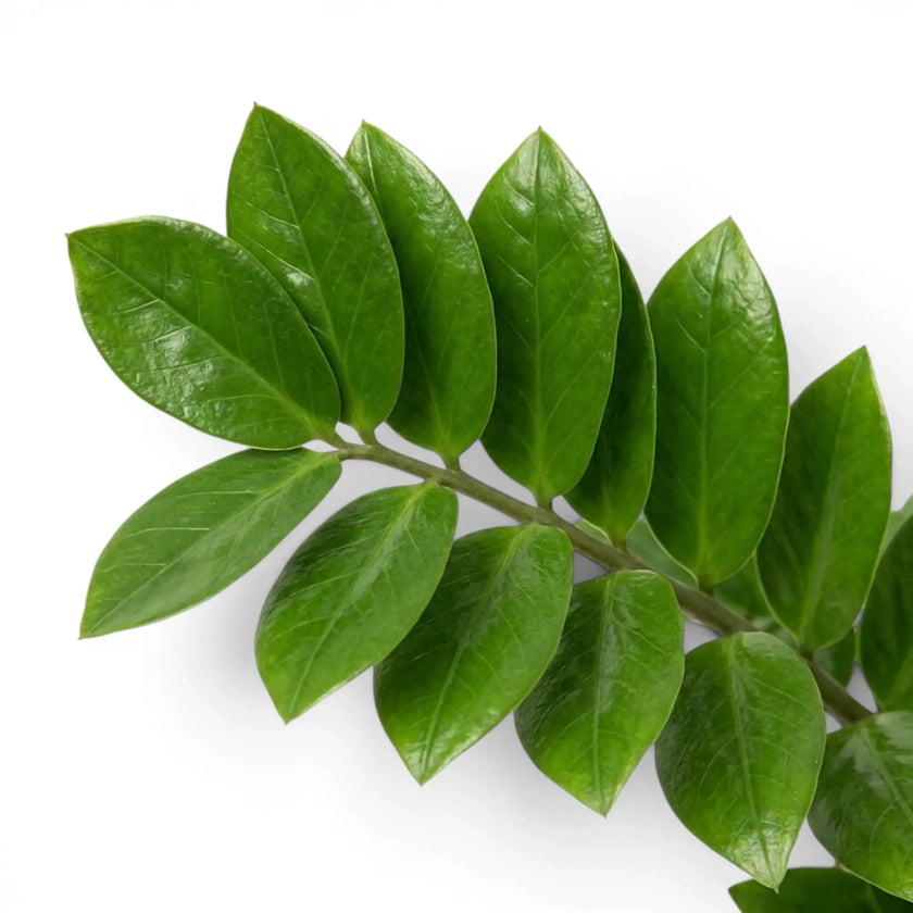 Close-up of Zamioculcas zamiifolia leaves.