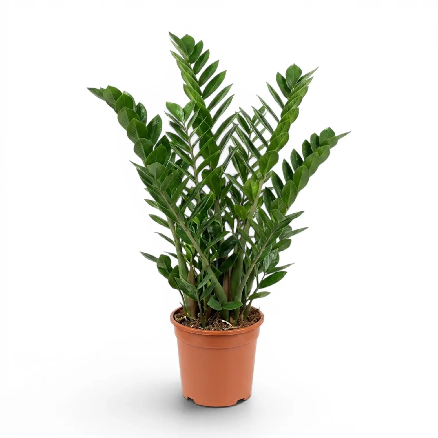 Large Zamioculcas zamiifolia plant in a nursery pot.