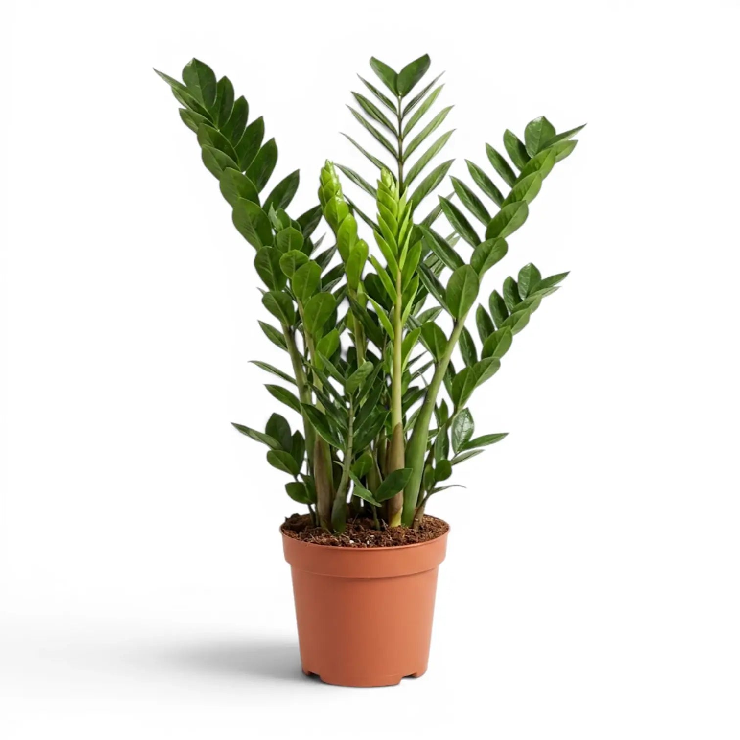 Large Zamioculcas zamiifolia plant in a nursery pot.