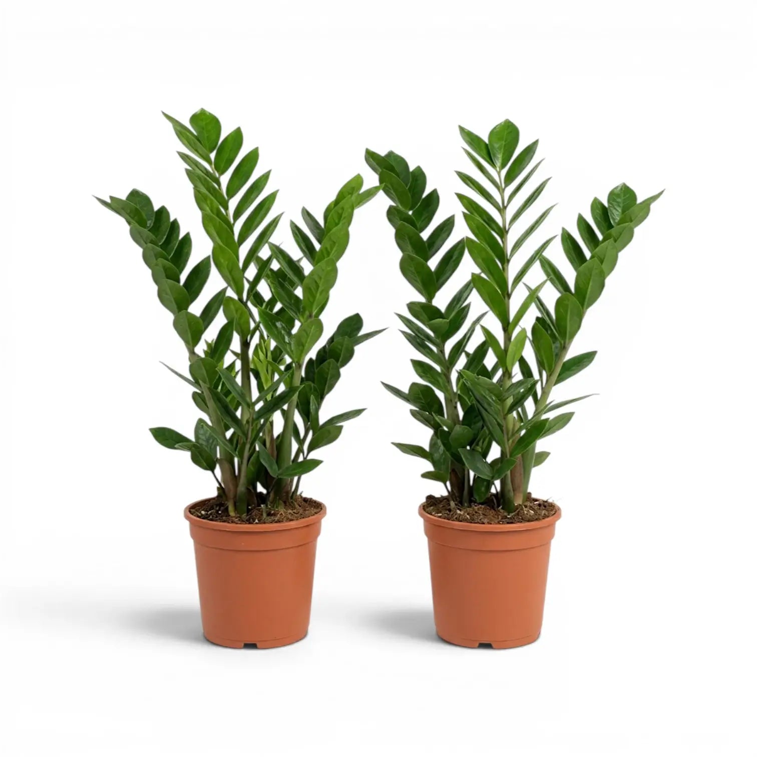 Medium Zamioculcas zamiifolia plant in a nursery pot.