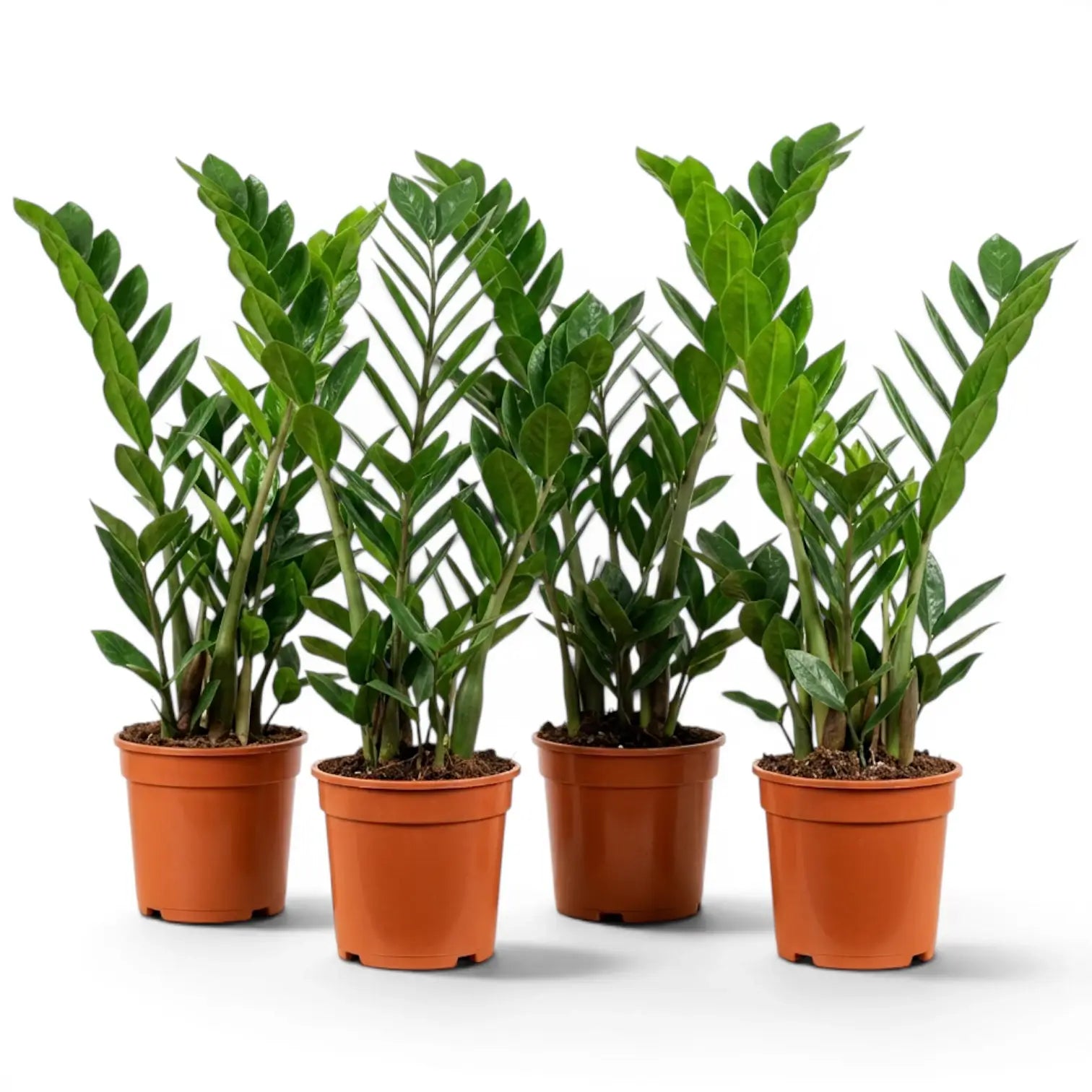 Medium Zamioculcas zamiifolia plant in a nursery pot.