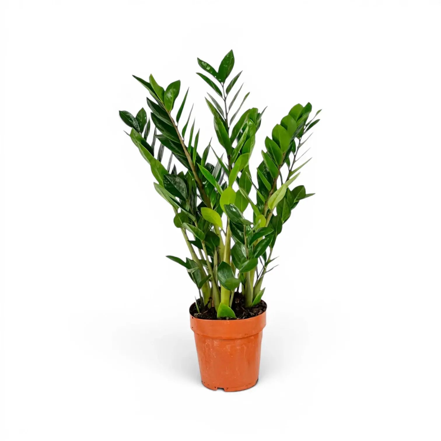 Medium Zamioculcas zamiifolia plant in a nursery pot.