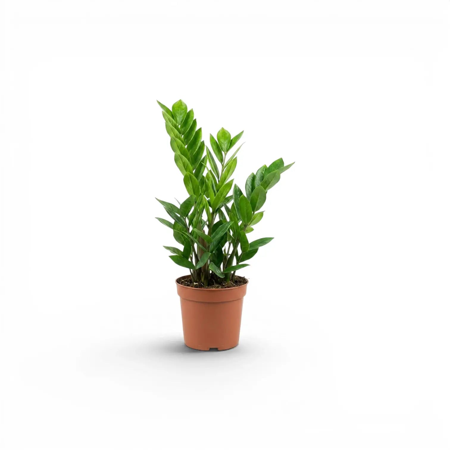 Small Zamioculcas zamiifolia plant in a nursery pot.