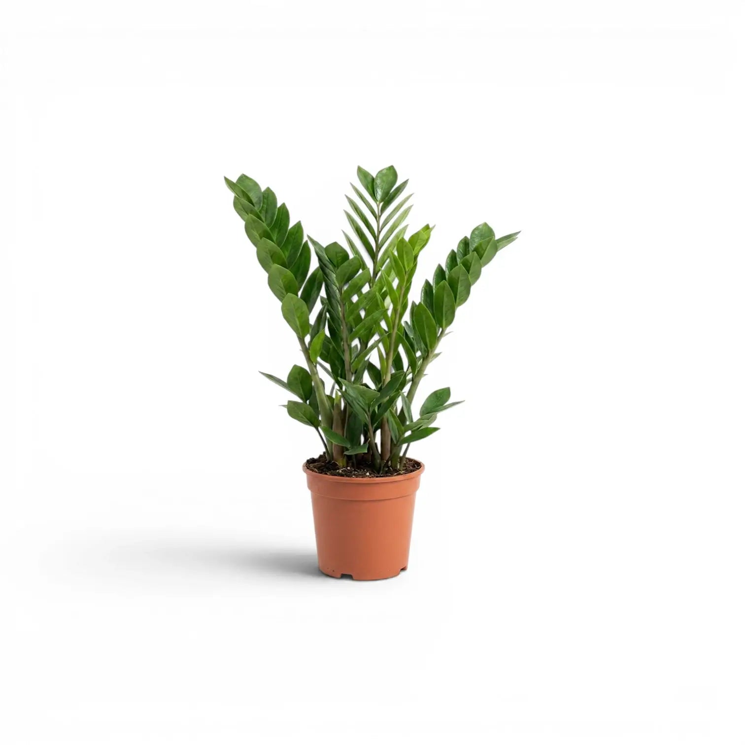 Small Zamioculcas zamiifolia plant in a nursery pot.