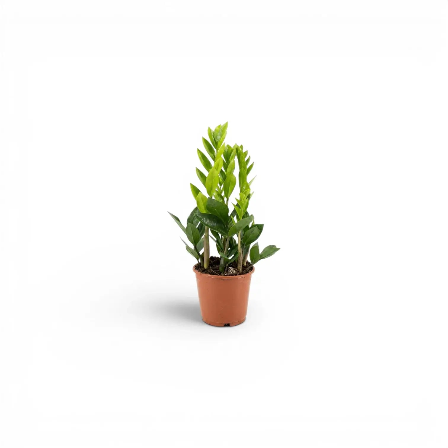 XS Zamioculcas zamiifolia plant in a nursery pot.