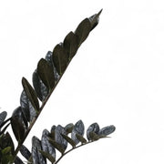 Zamioculcas zamiifolia 'Raven' leaf detail on white background.