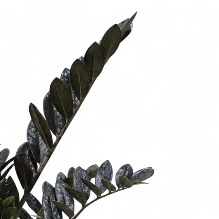 Nahaufnahme eines Blatts von Zamioculcas zamiifolia 'Raven' vor weißem Hintergrund.