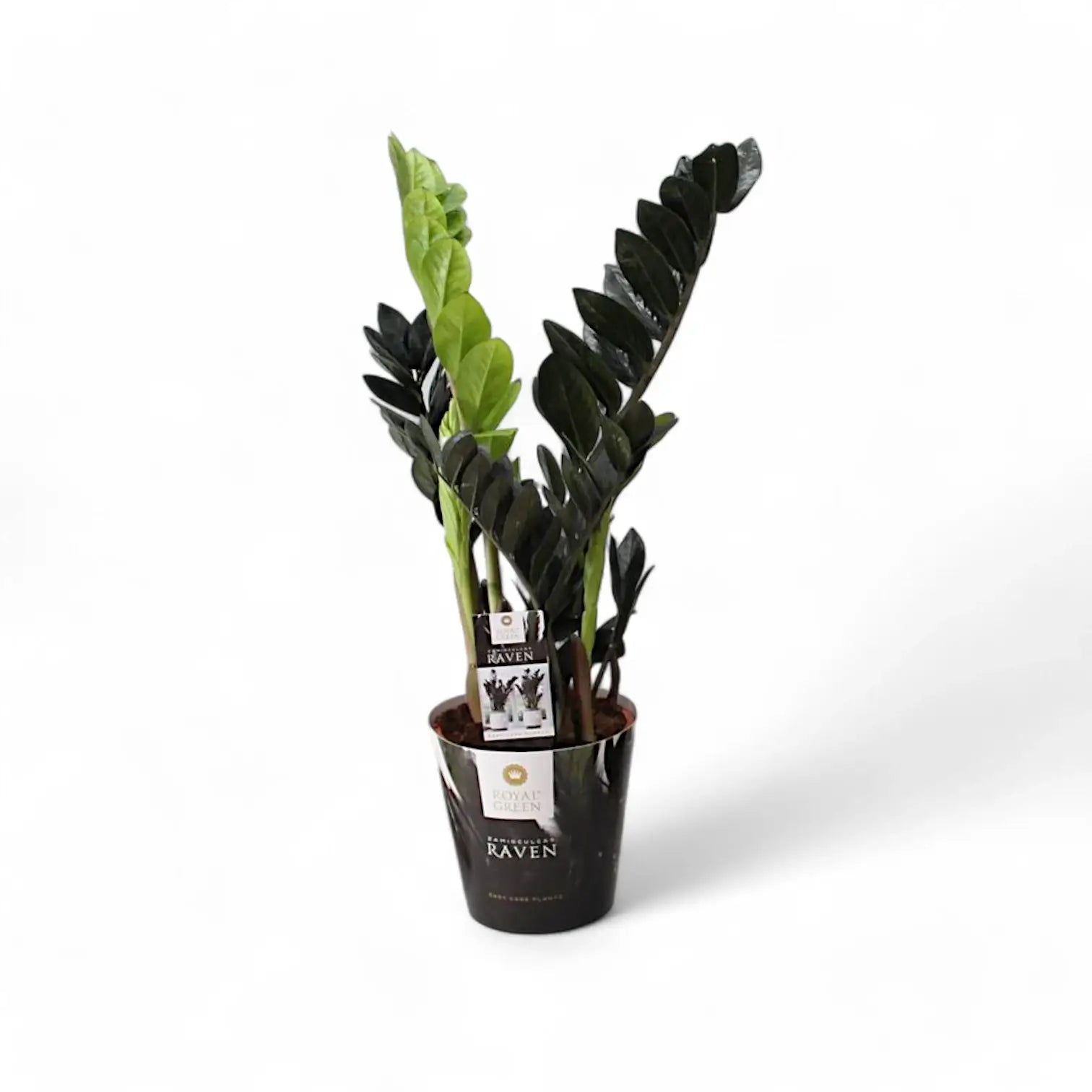 Zamioculcas zamiifolia 'Raven' potted plant in nursery pot on white background.