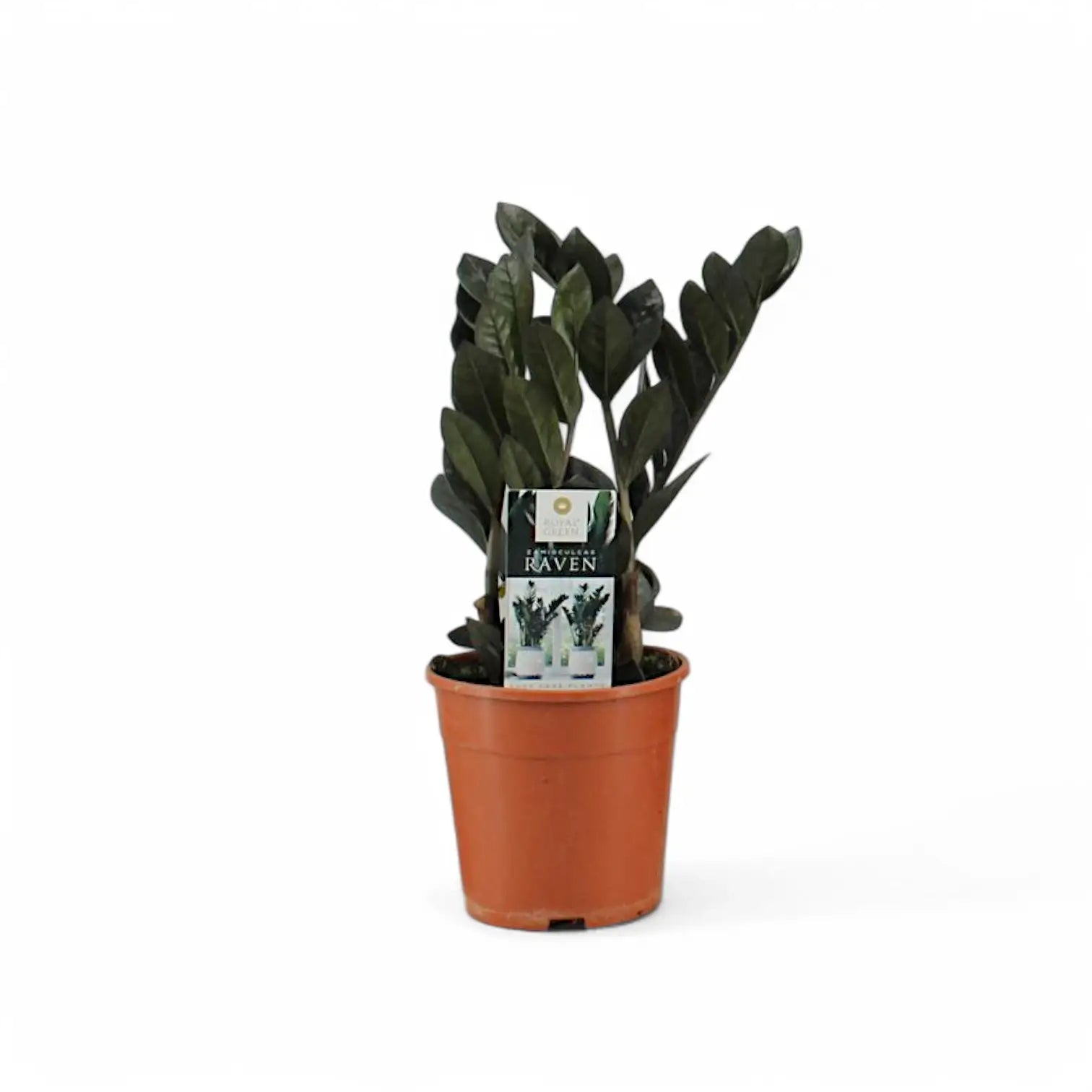 Zamioculcas zamiifolia 'Raven' potted plant in nursery pot on white background.