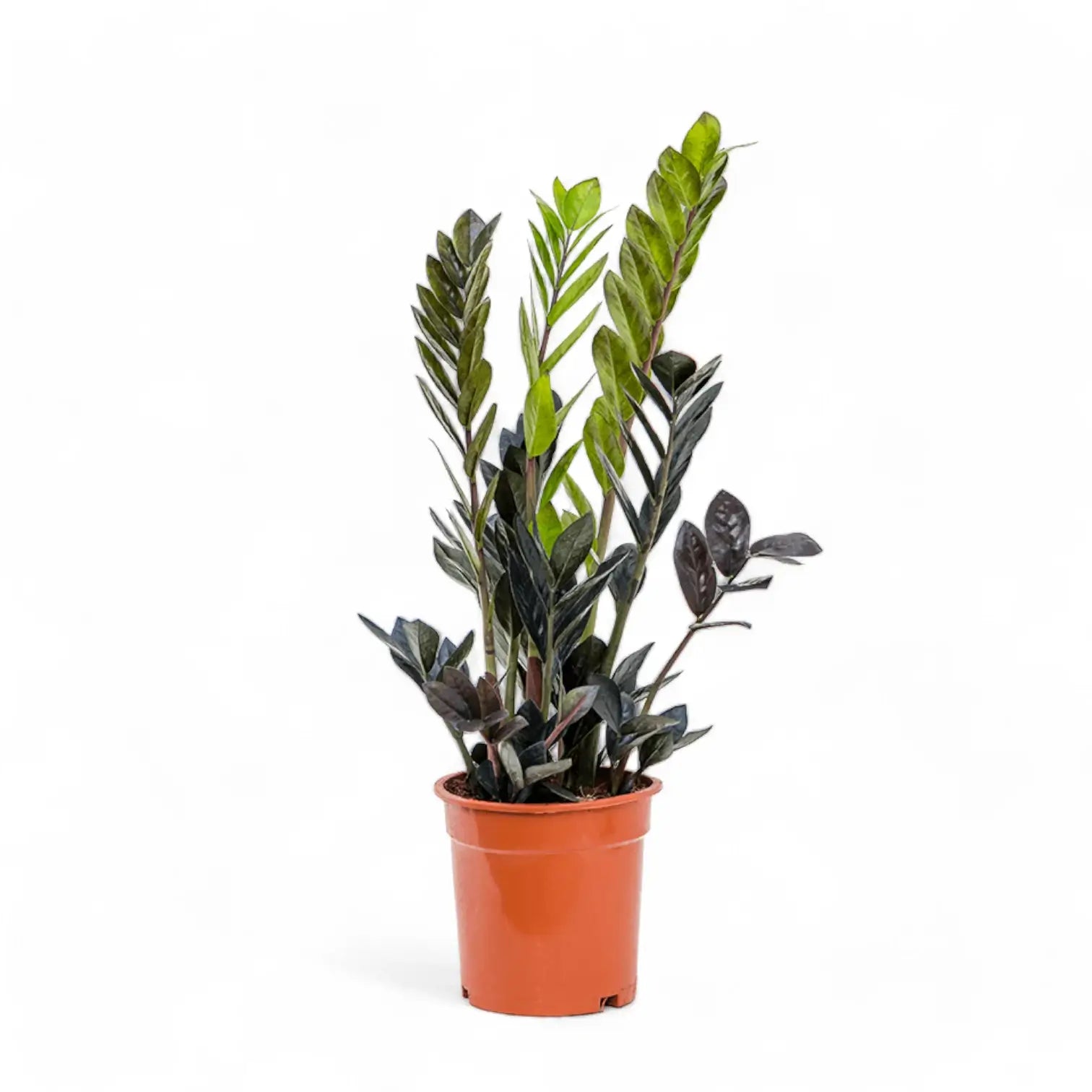 Zamioculcas zamiifolia 'Raven' potted plant in nursery pot on white background.