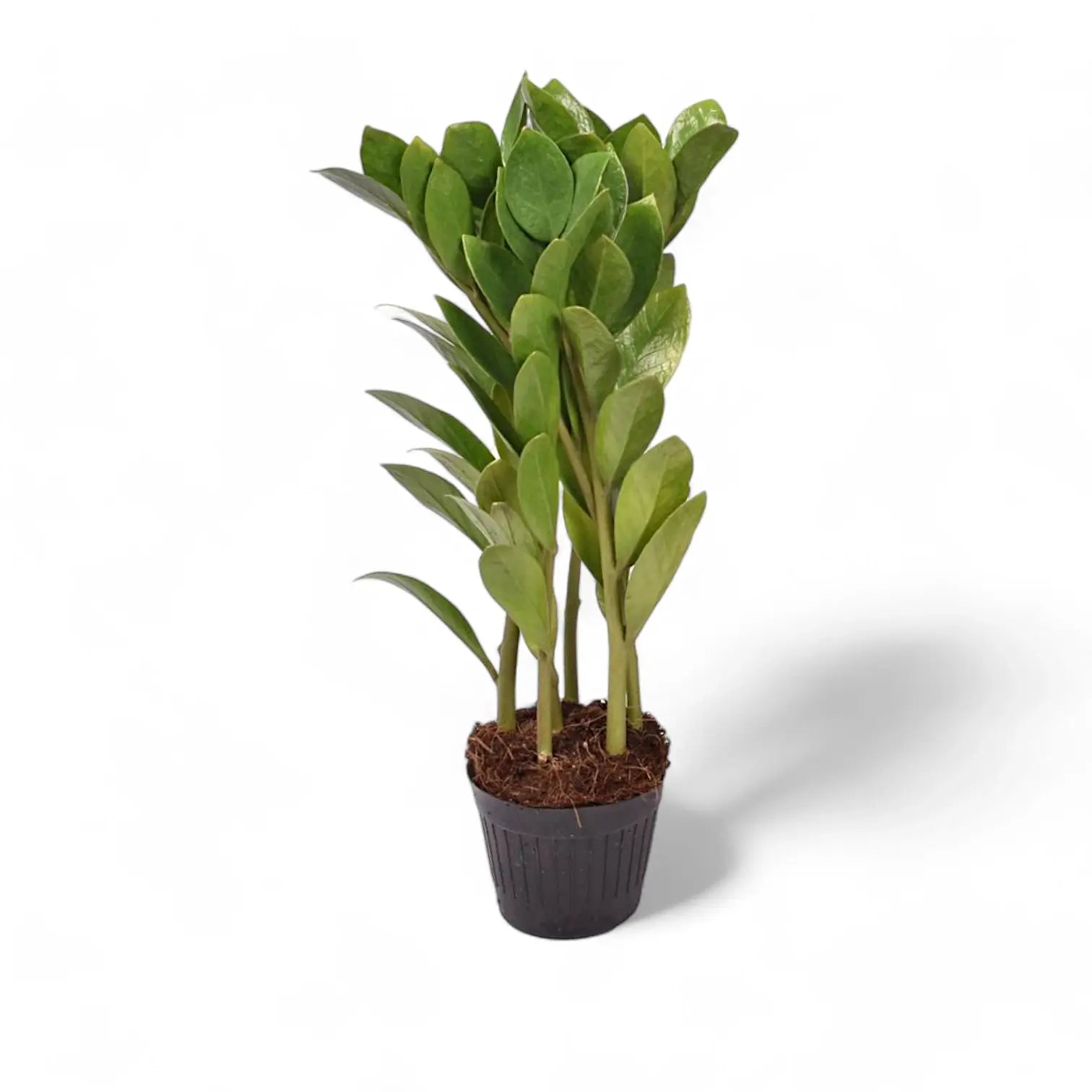 Zamioculcas zamiifolia 'Zamicro' potted plant in nursery pot on white background.