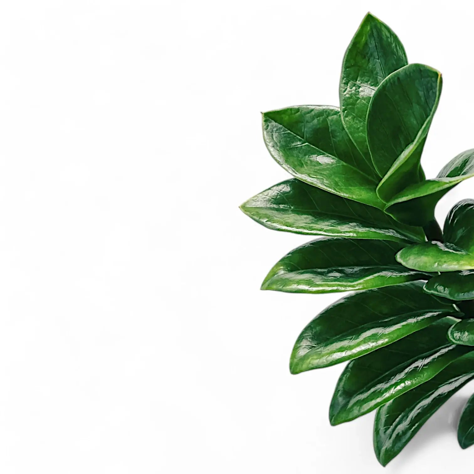 Zamioculcas zamiifolia 'Zenzi' leaf detail on white background.