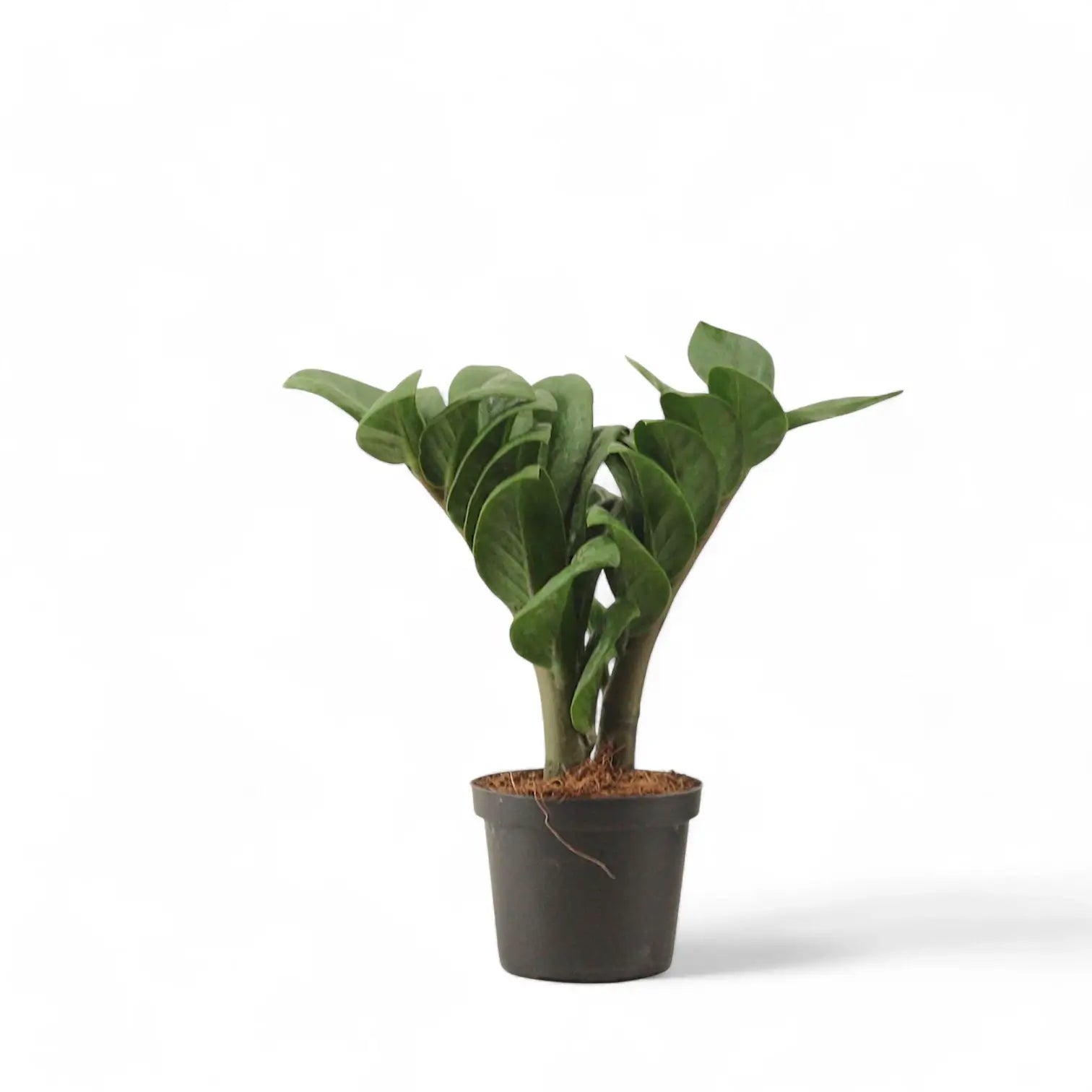 Zamioculcas zamiifolia 'Zenzi' potted plant in nursery pot on white background.