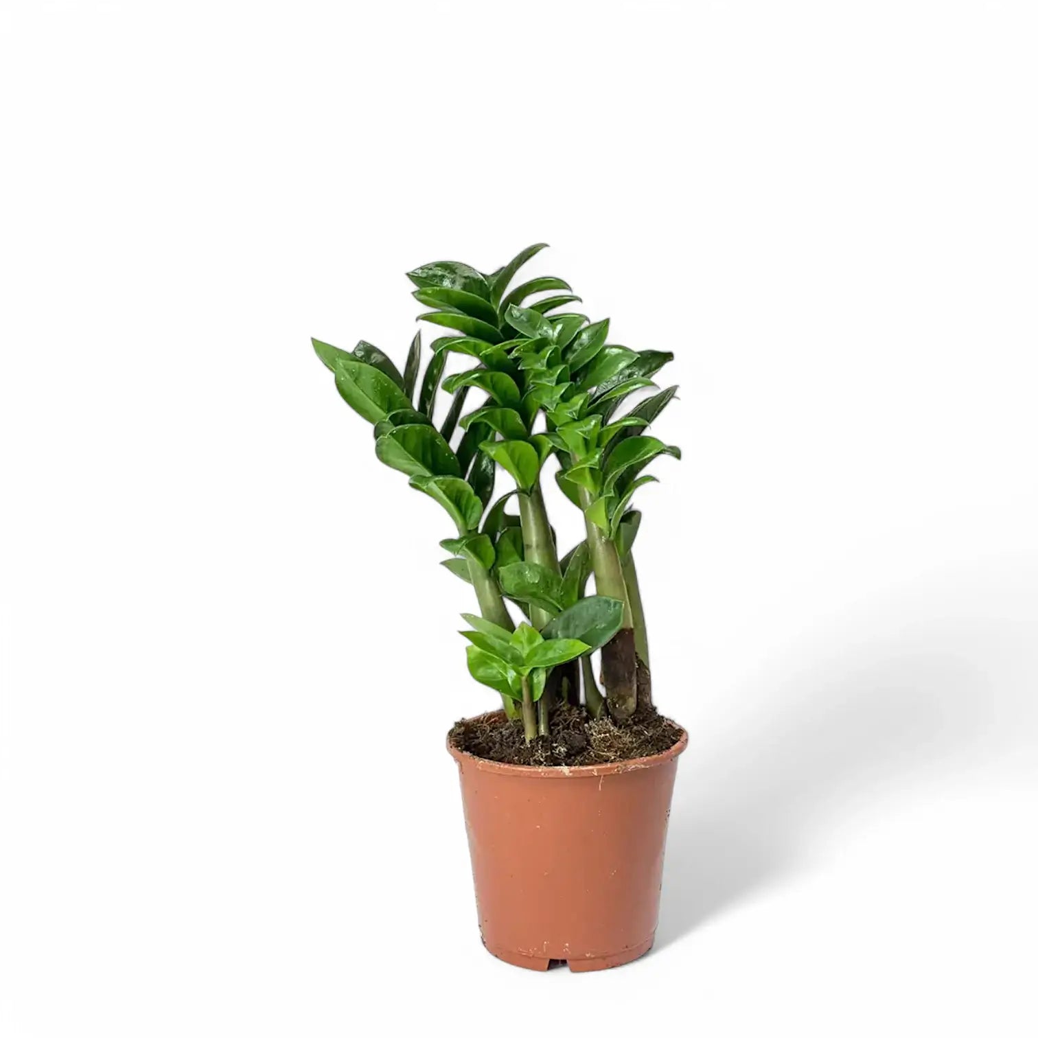 Zamioculcas zamiifolia 'Zenzi' potted plant in nursery pot on white background.