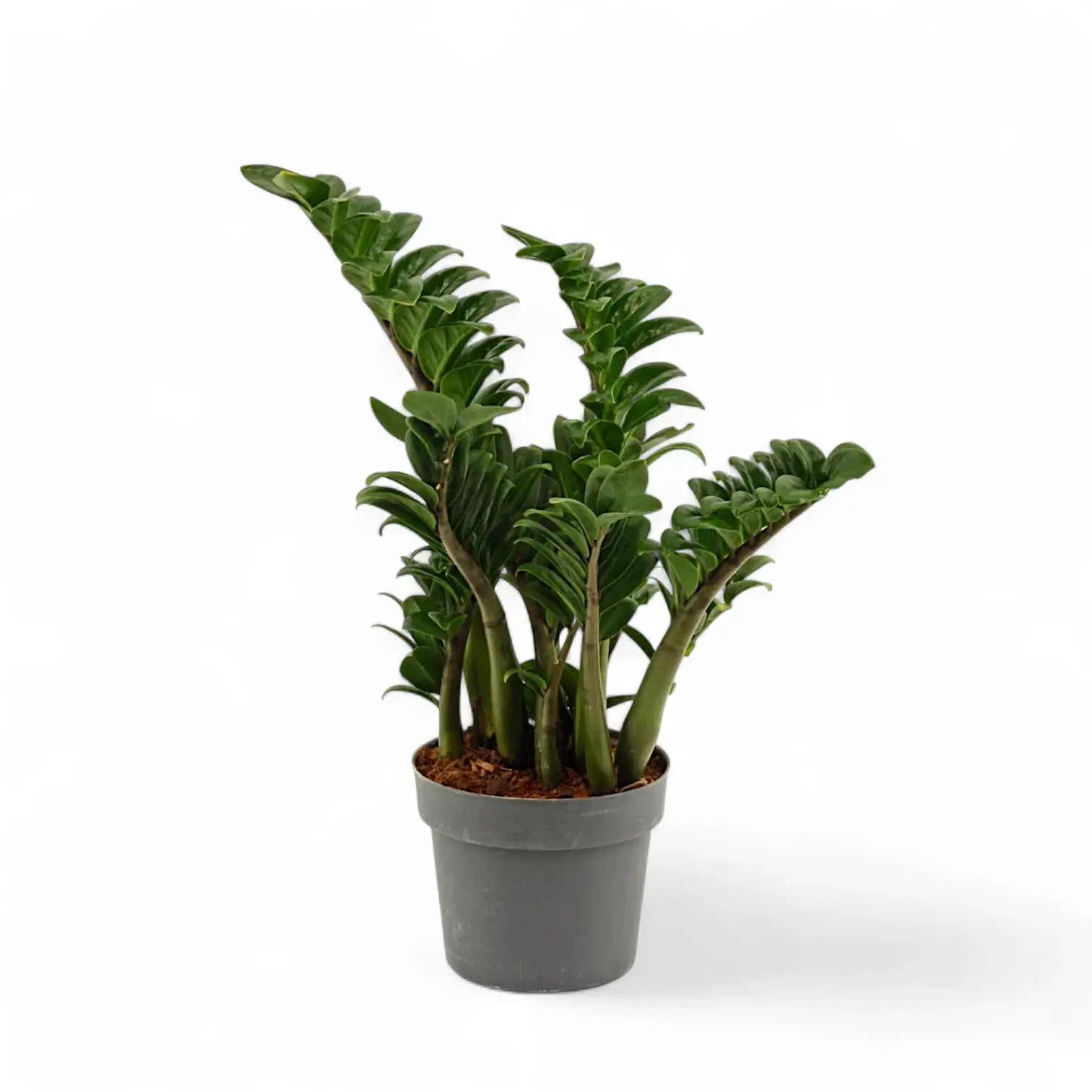 Zamioculcas zamiifolia 'Zenzi' potted plant in nursery pot on white background.