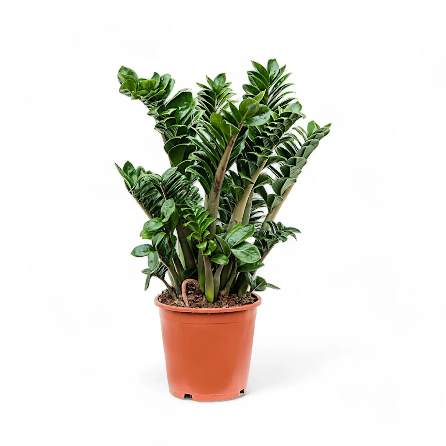 Zamioculcas zamiifolia 'Zenzi' potted plant in nursery pot on white background.