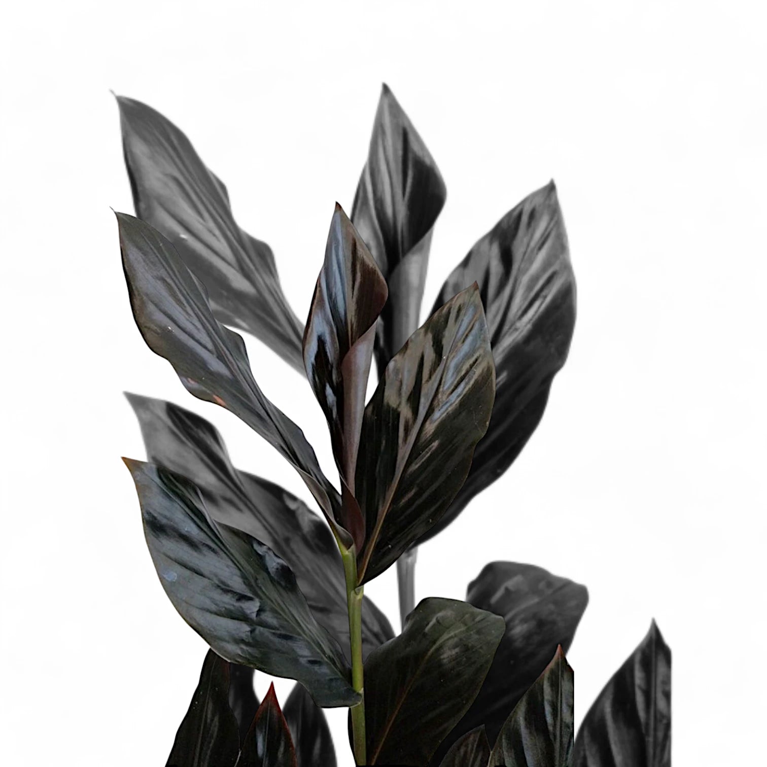 Zingiber malaysianum 'Chocolate' Zimmerpflanze im Anzuchttopf vor weißem Hintergrund, Produktfoto 3.