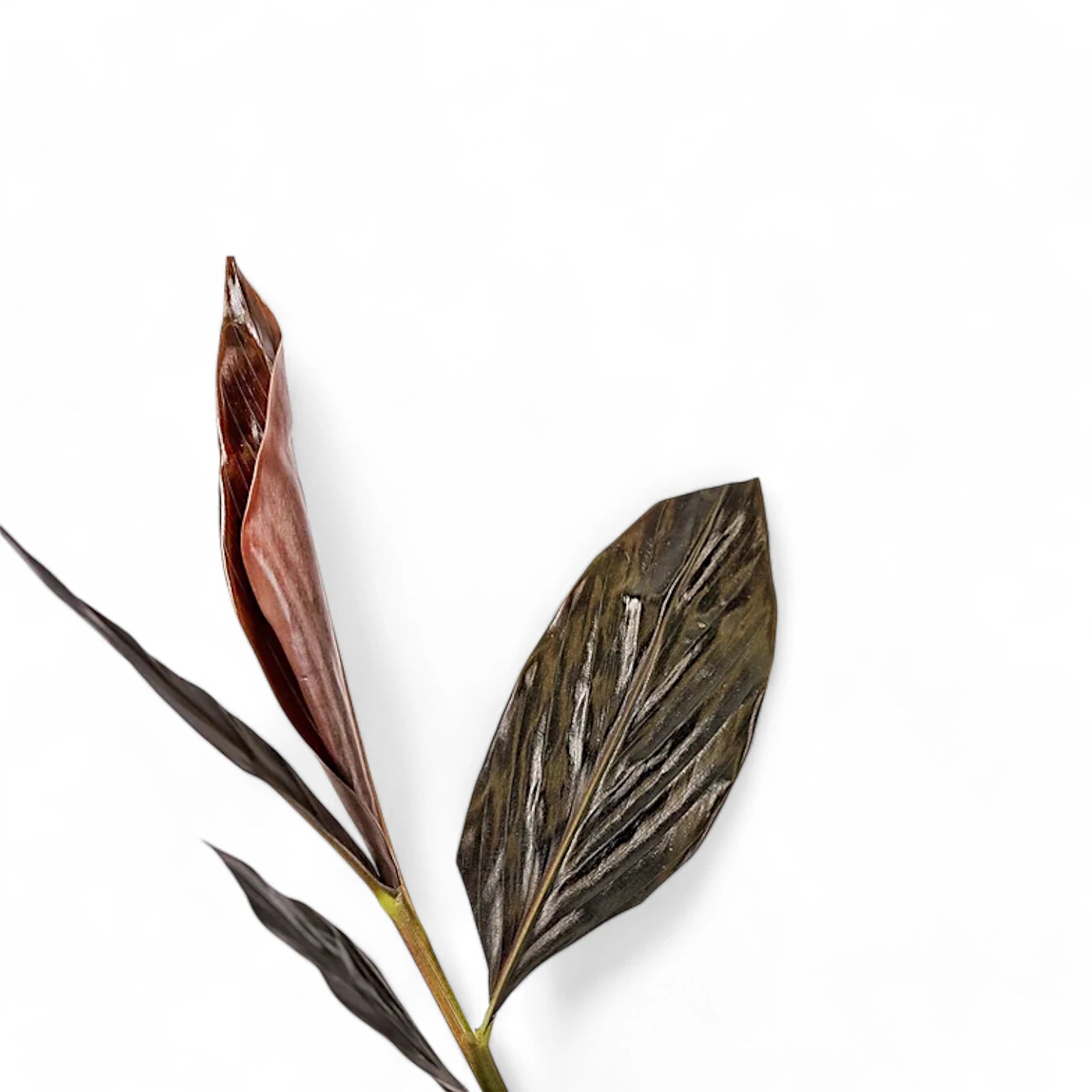 Zingiber malaysianum 'Chocolate' Zimmerpflanze im Anzuchttopf vor weißem Hintergrund, Produktfoto 5.