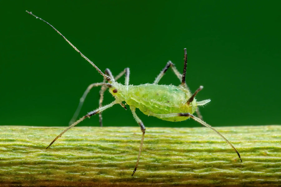 Aphids clustered on a tender green houseplant stem