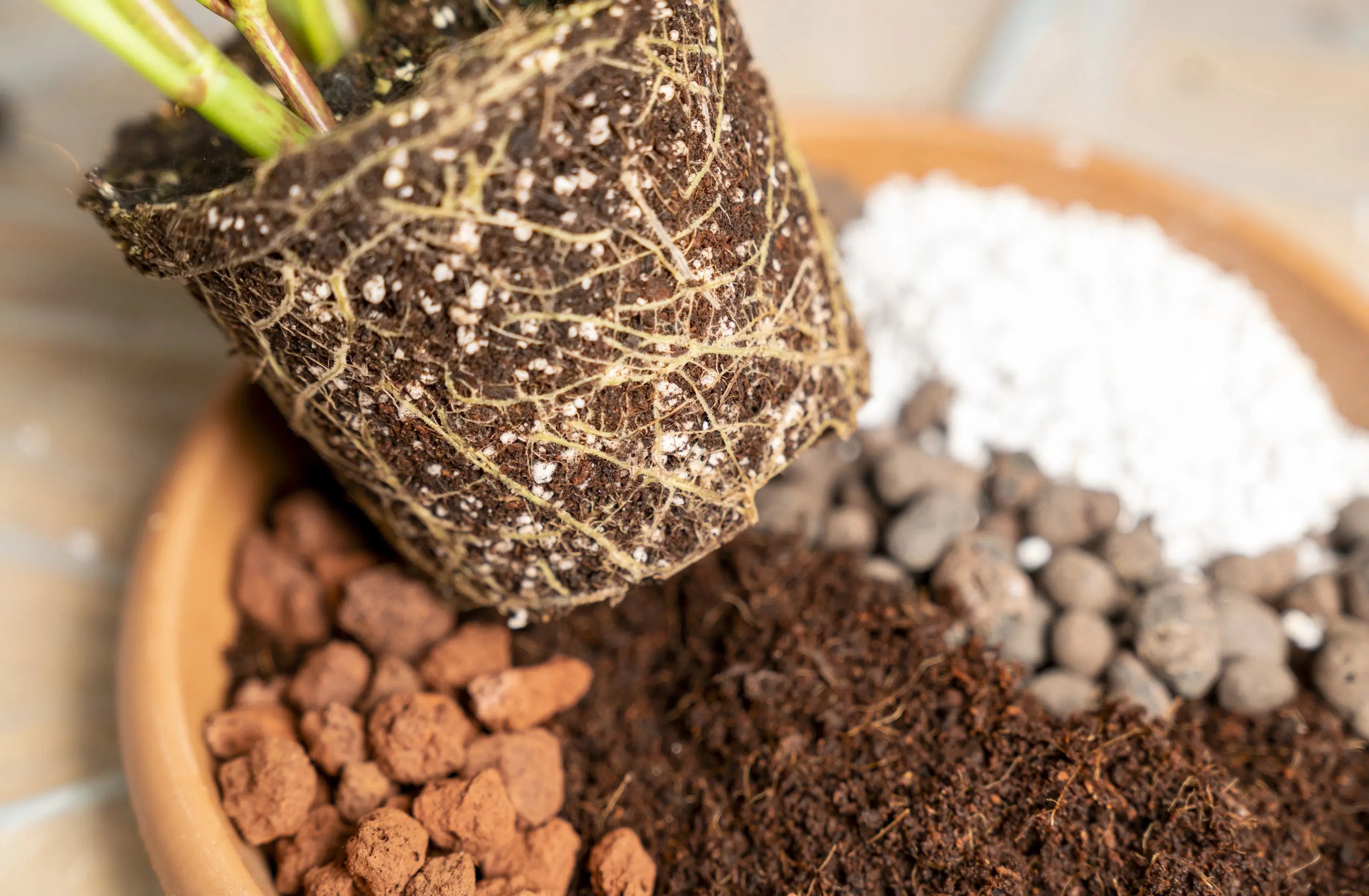 Uprooted houseplant above terracotta pot with organic potting soil mix including clay pebbles, coco coir, pumice, and akadama