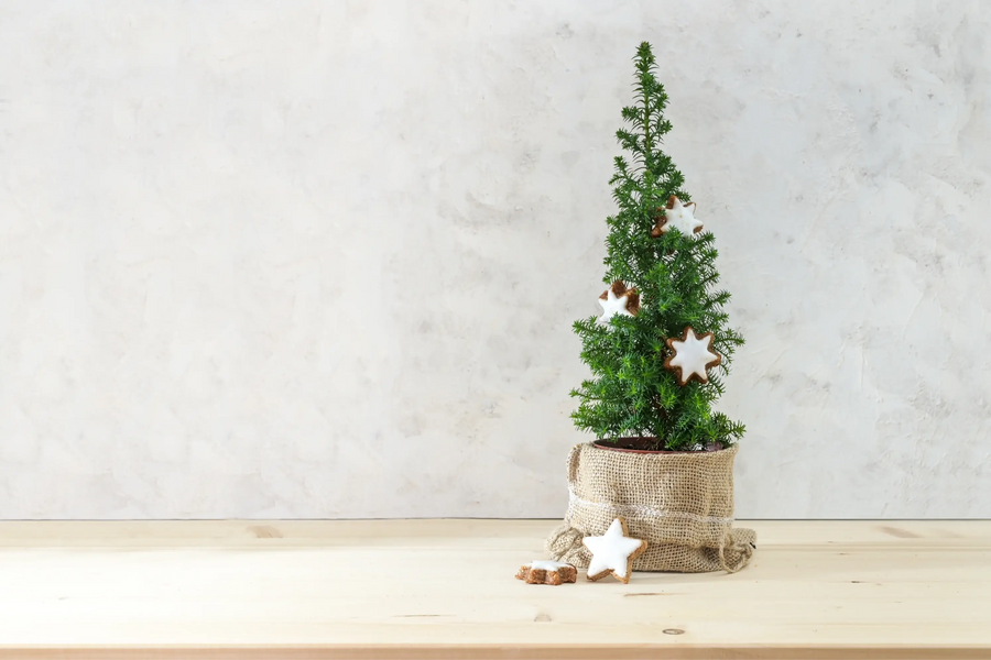 How to Care for Your Living Christmas Tree: The Ultimate Guide for Before, During, and After the Holidays