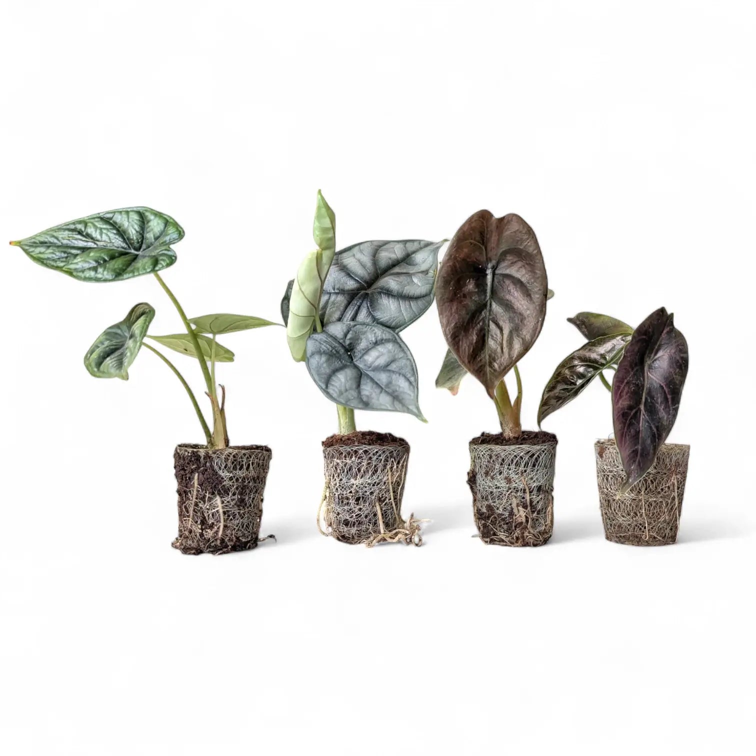Four Alocasia plug plants with visible netting, placed on a white background
