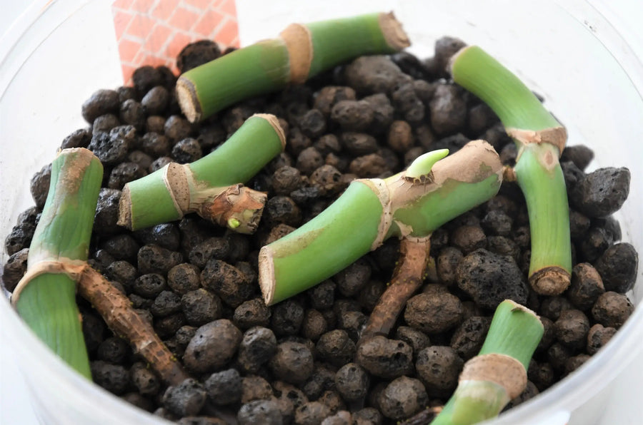 How to Propagate Houseplants | Cuttings, Corms & Aftercare