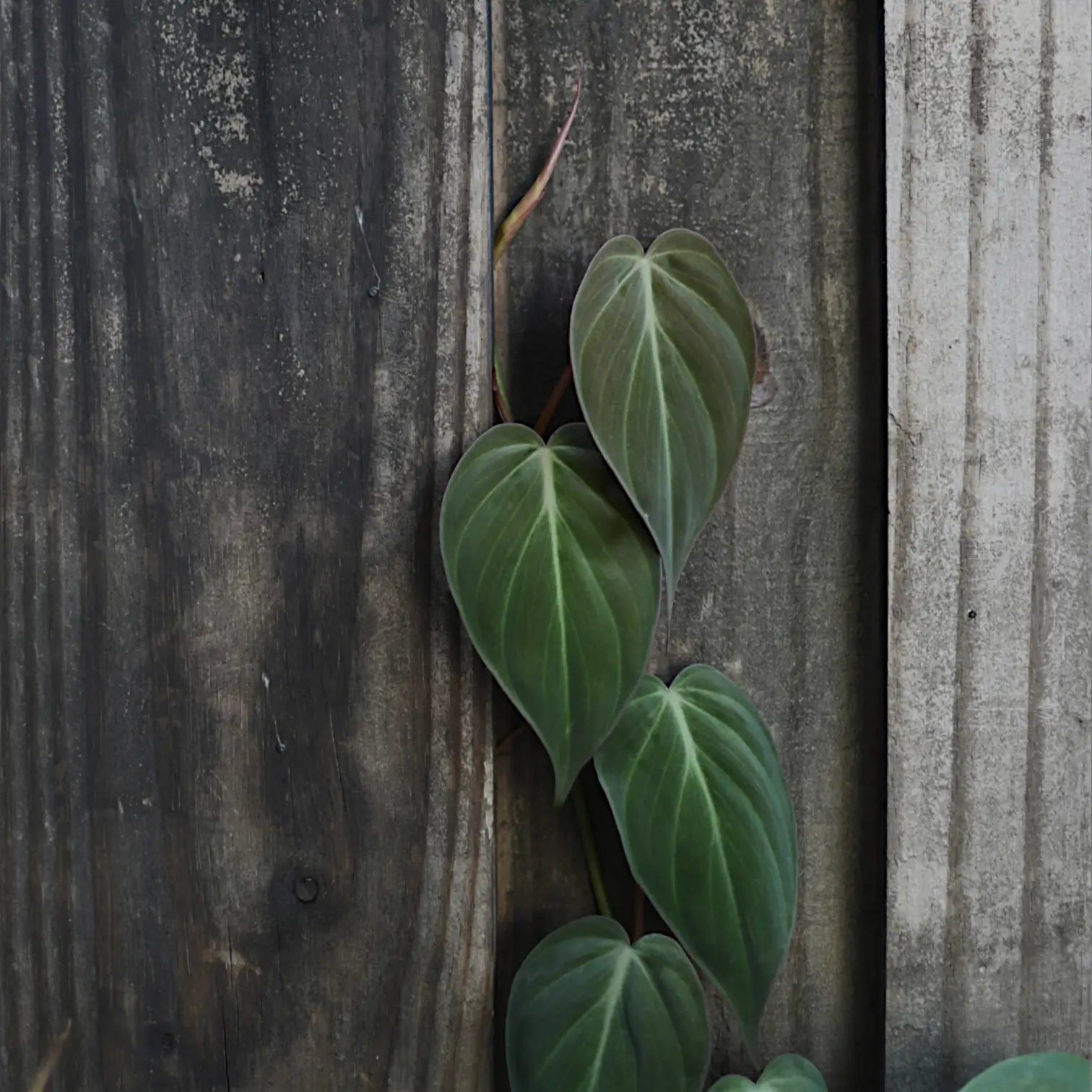 Philodendron hederaceum micans climbing on a dark wooden wall in low indoor light. Even shade-loving plants like Philodendron hederaceum micans need measurable light — this one thrives near a dim north-facing wall.