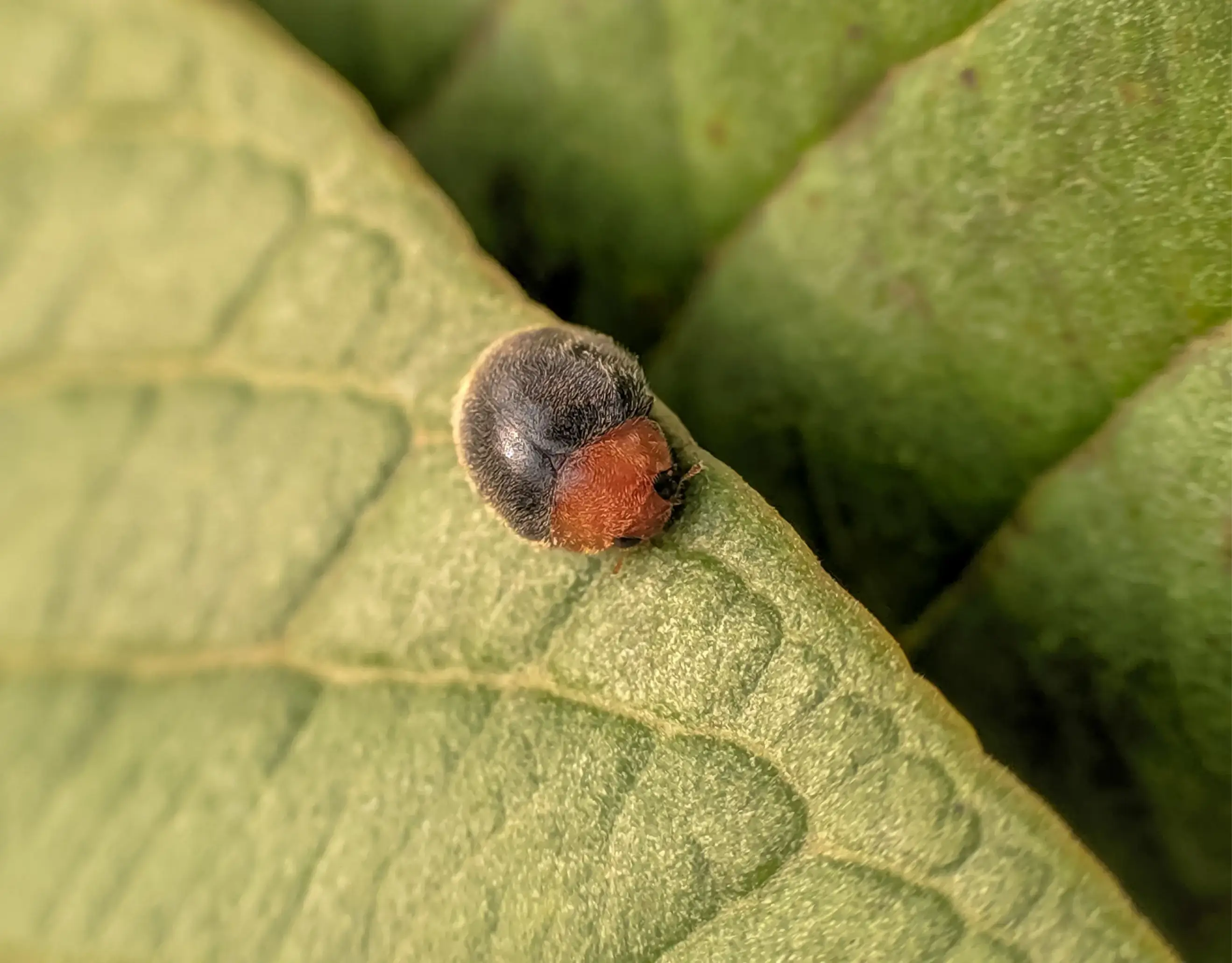 Beneficial ladybird Cryptolaemus montrouzieri on green indoor plant leaf hunting mealybugs – biological pest control for houseplants.