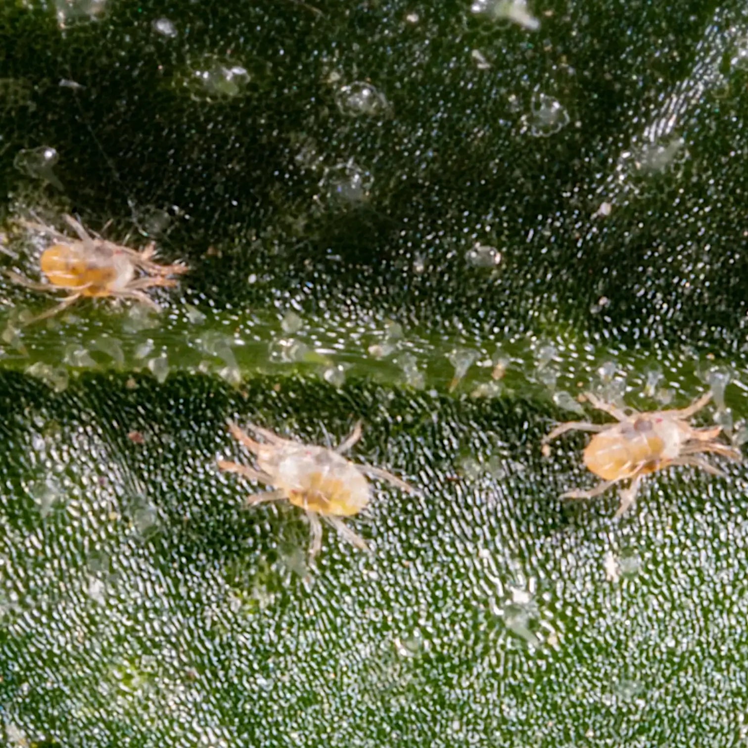 Macro photo of a two-spotted spider mite on a green leaf