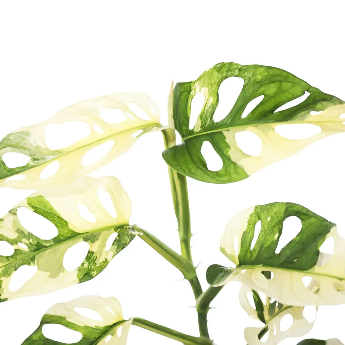 Variegated Monstera adansonii: Albo, Mint, Aurea & Freckles