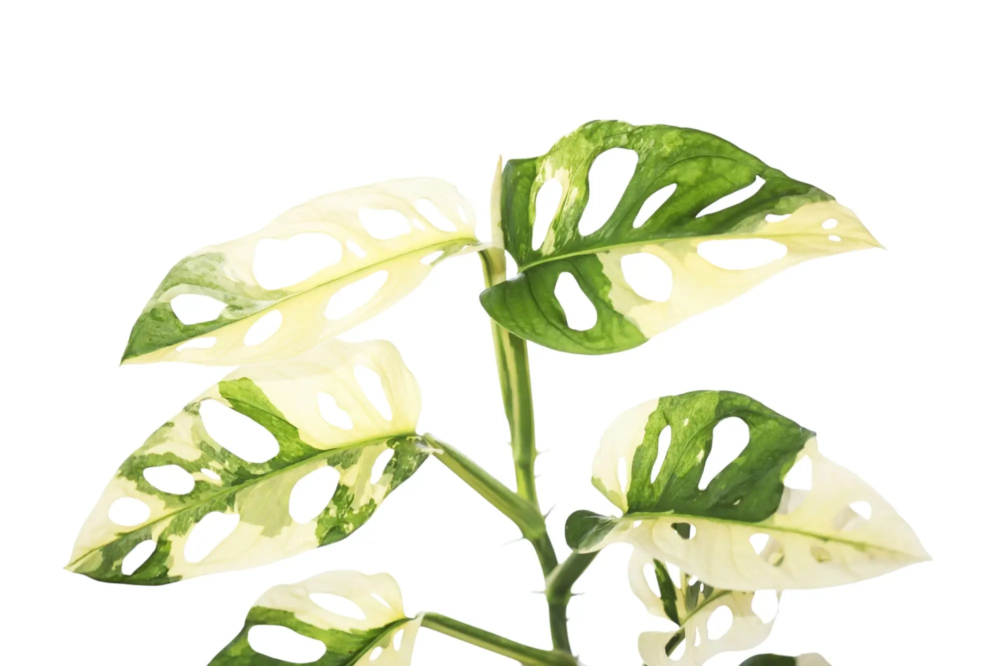 Exploring the Unique Variegation Patterns of Monstera adansonii Varieties