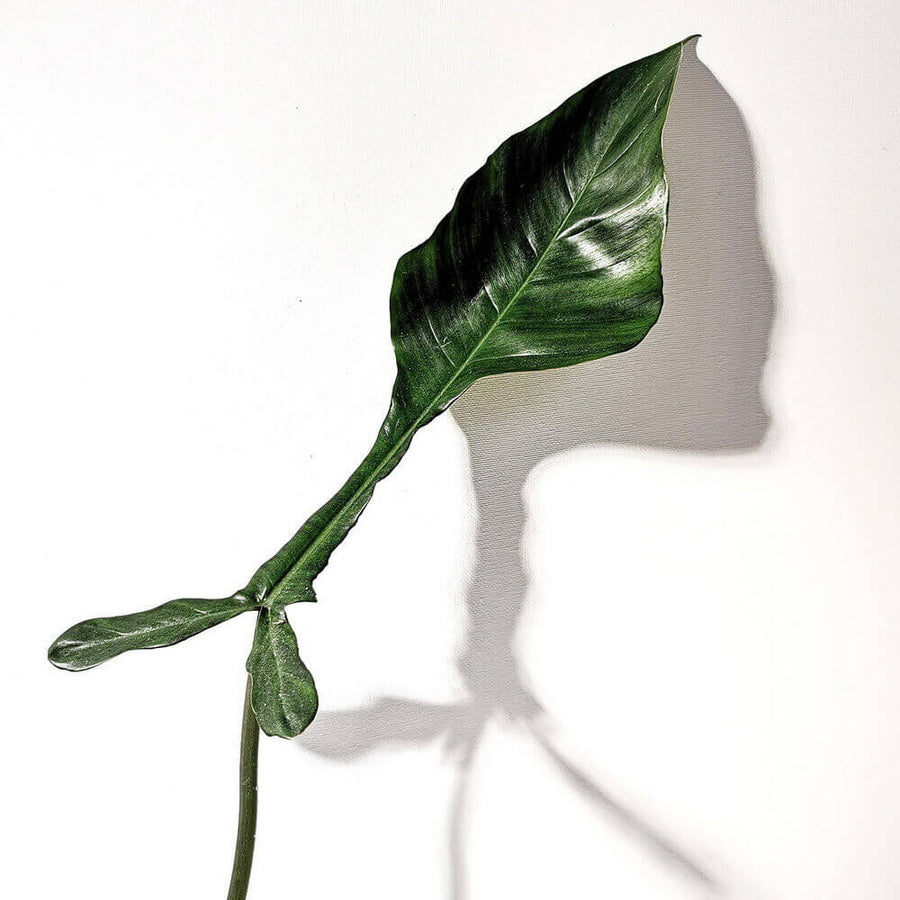 Philodendron joepii, pedatum & 'Glad Hands' – Vergleich