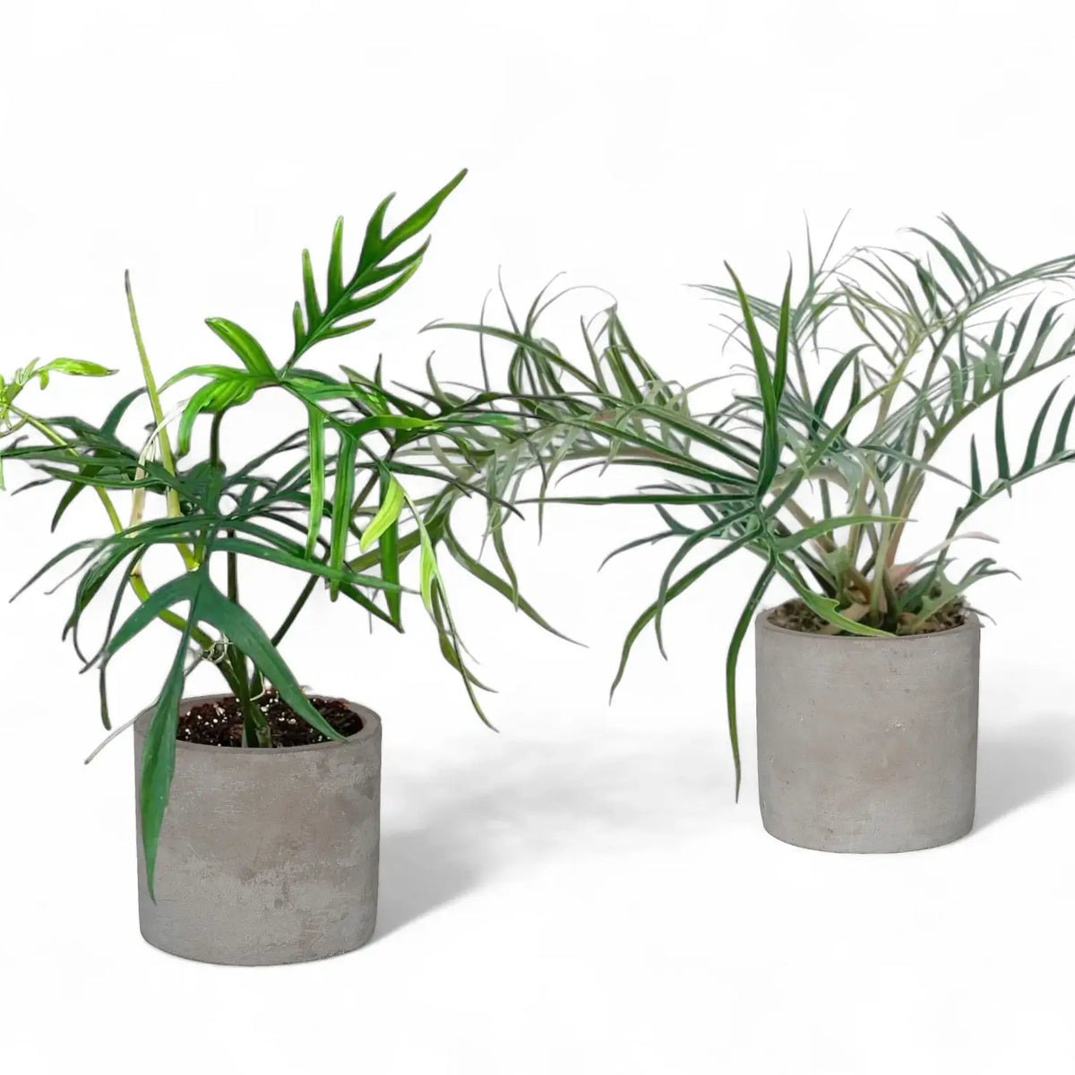 Philodendron tortum vs polypodioides: ID, taxonomy & care
