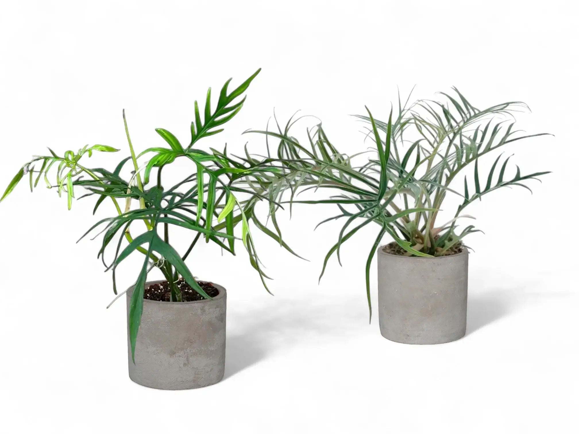 Two potted philodendrons — P. polypodioides and P. tortum — placed side by side on a light background for comparison.