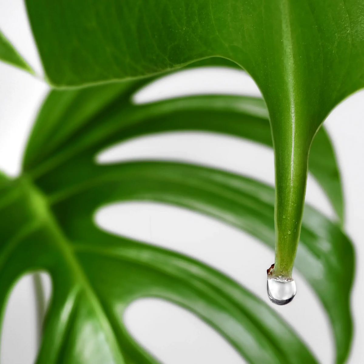 philodendron verde 4
