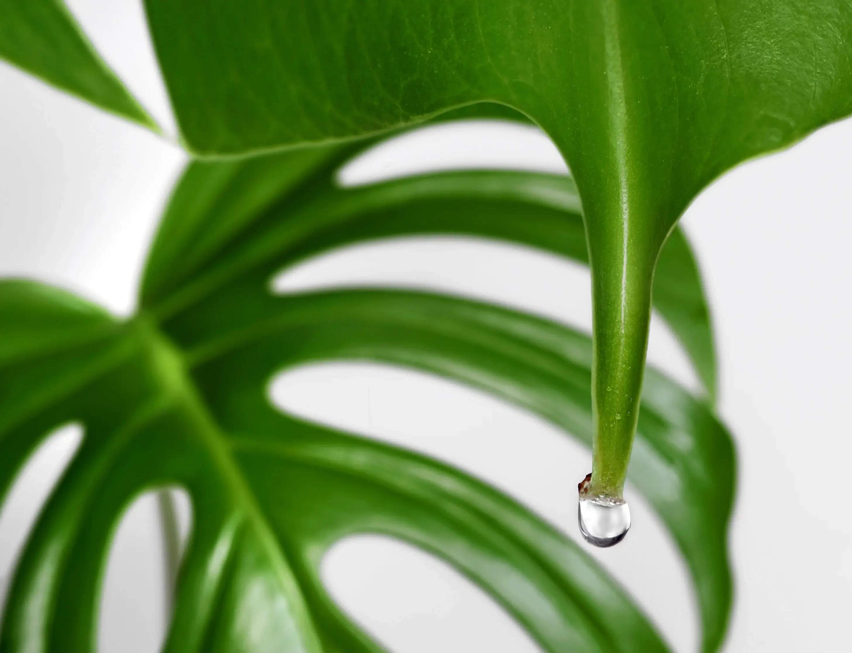 Guttation: When Plants “Sweat” at Night
