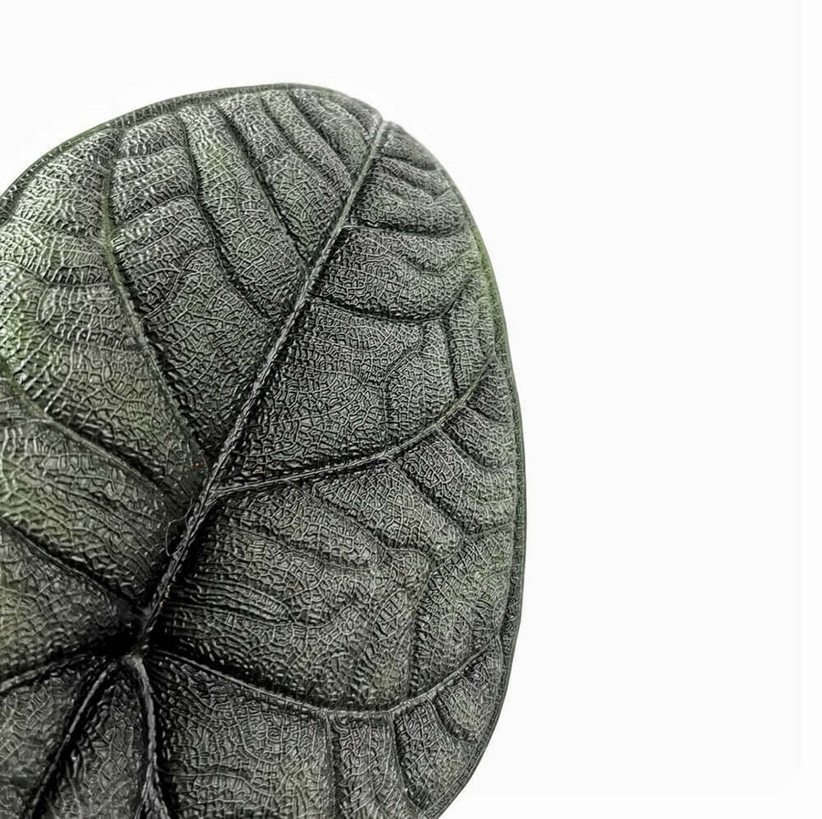 Entdecke die Unterschiede zwischen Alocasia melo, Alocasia 'Maharani' und Alocasia 'Dragon Moon'