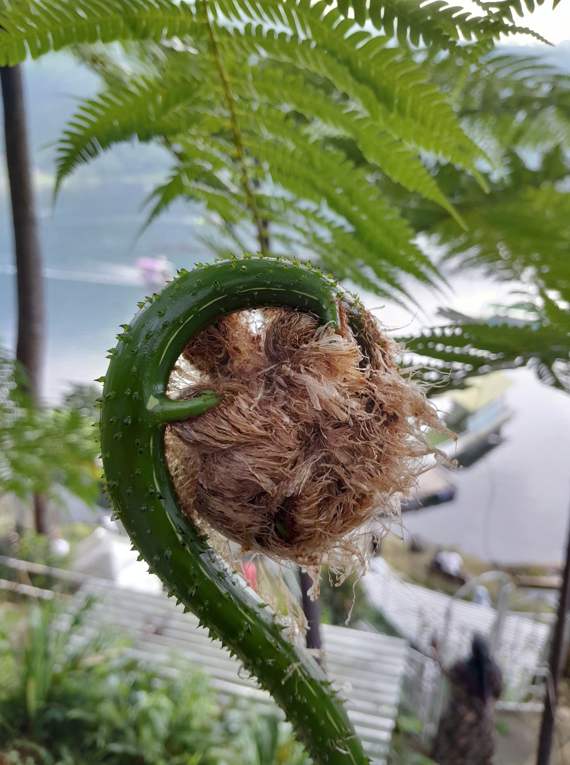 Why Ferns Still Matter — How to Grow Ancient Plants in Modern Indoor Spaces