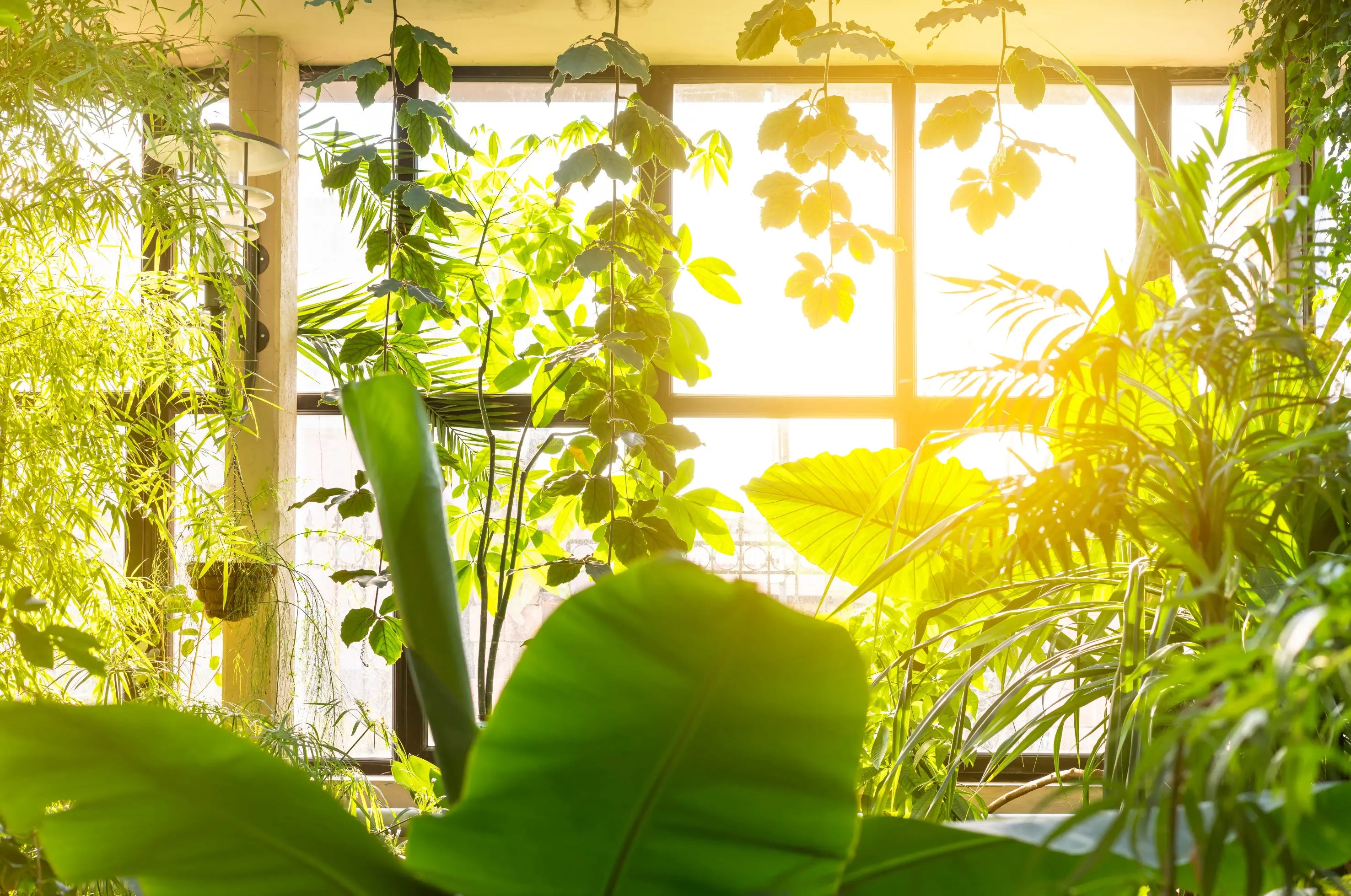 warm west-facing window light illuminating lush indoor plants in natural seasonal daylight