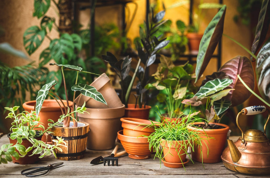 Frühjahrs-Reset: So bringst du deinen Urban Jungle nach dem Winter wieder in Schwung