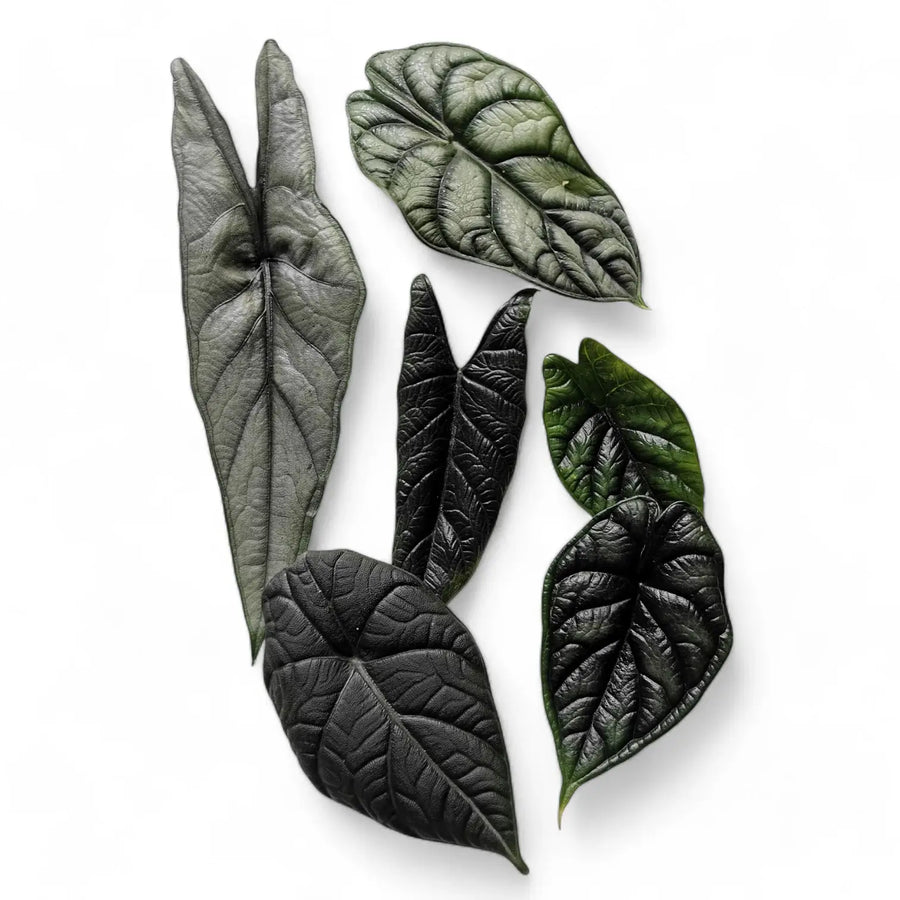 Alocasia-Pflege: Gießen, Licht, Substrat & Luftfeuchtigkeit